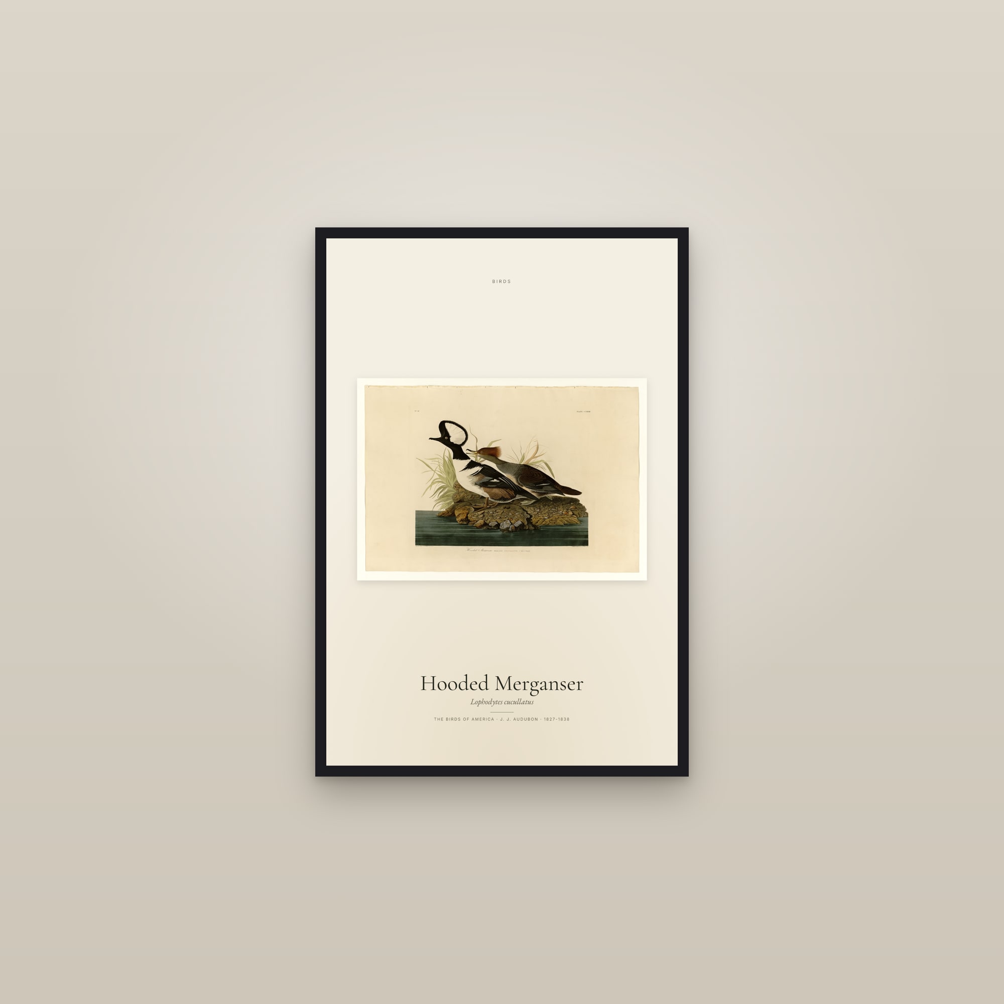 Hooded Merganser