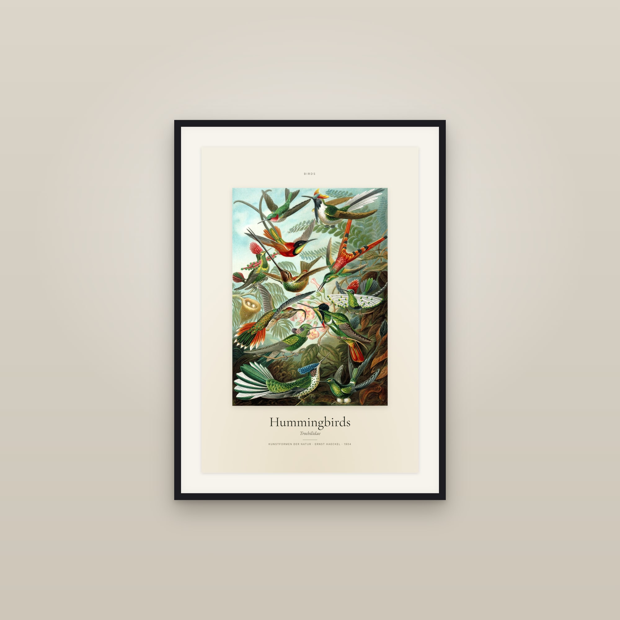 Hummingbirds — Specimen