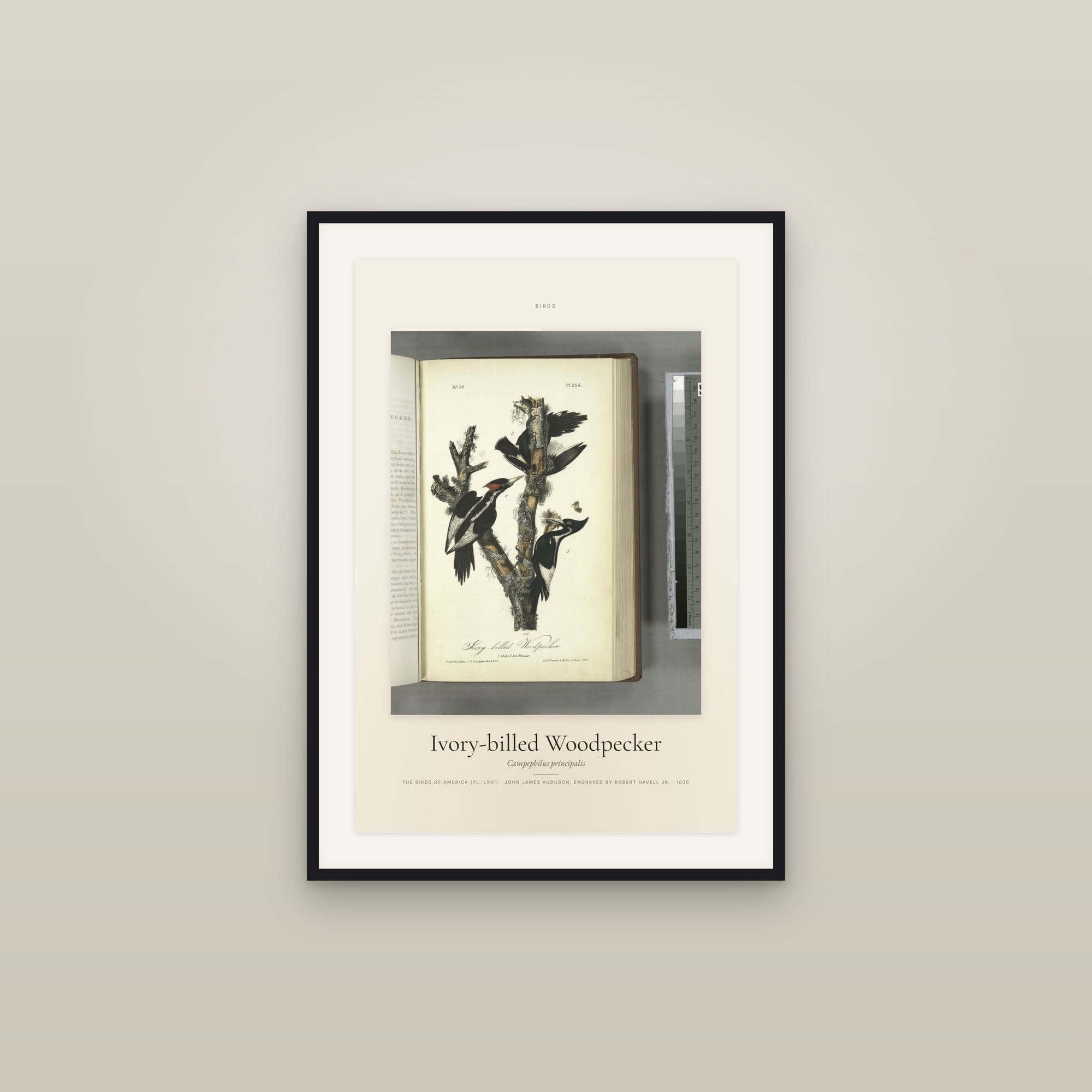Ivory-billed Woodpecker — Specimen