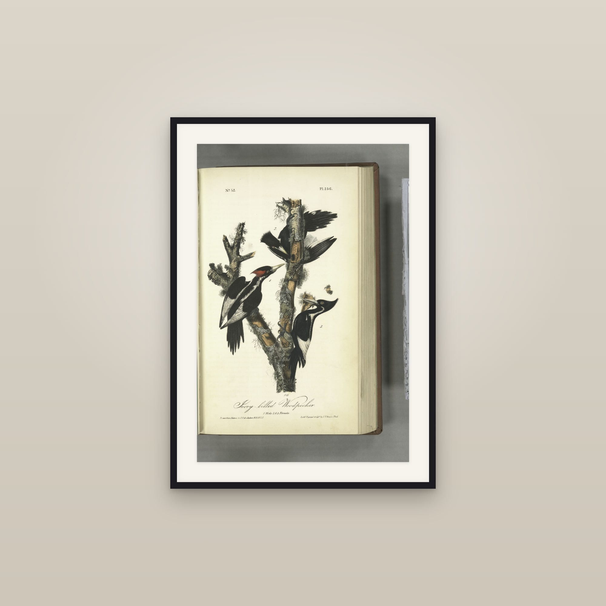 Ivory-billed Woodpecker