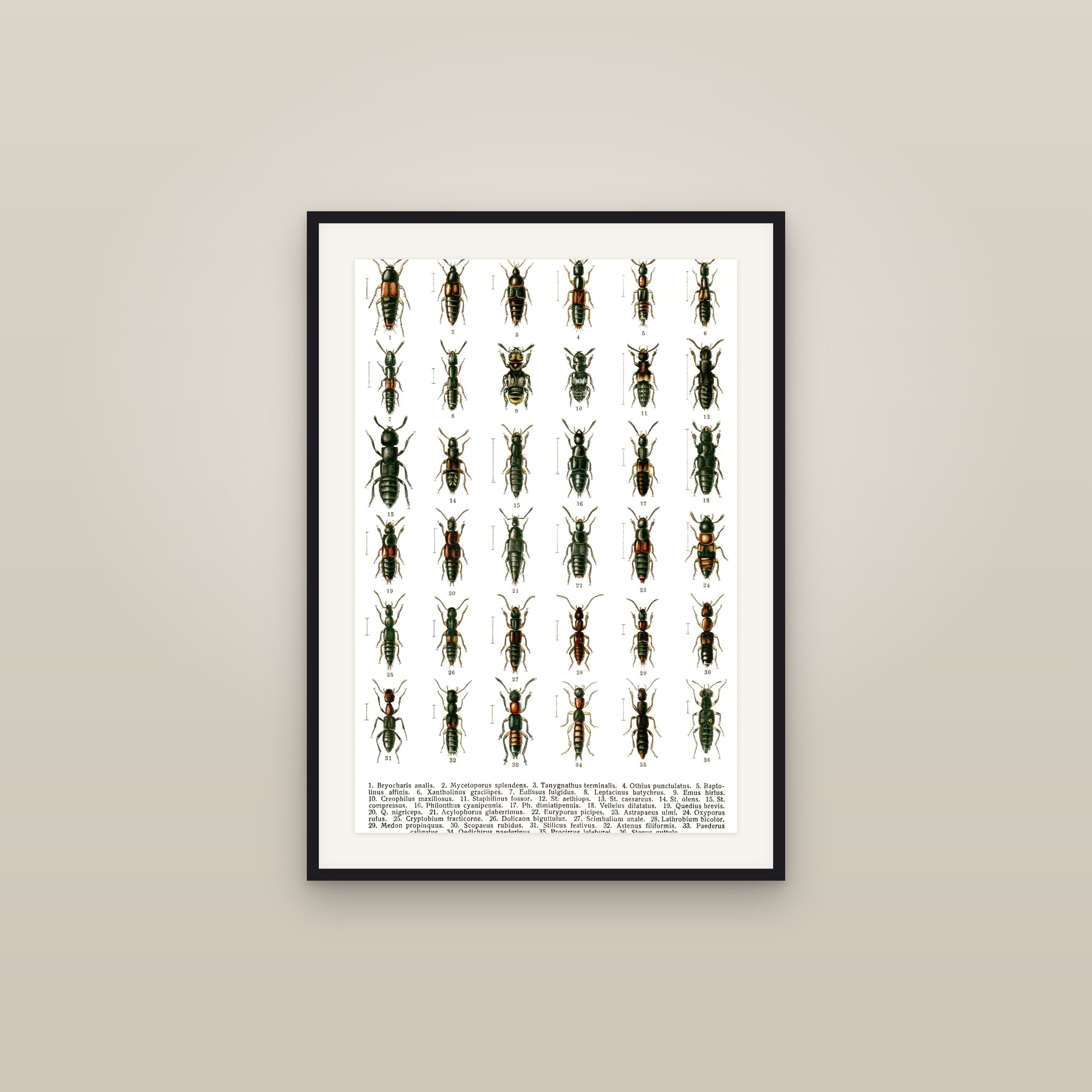 European Beetles — Beetles of Russia & Western Europe, Plate 14