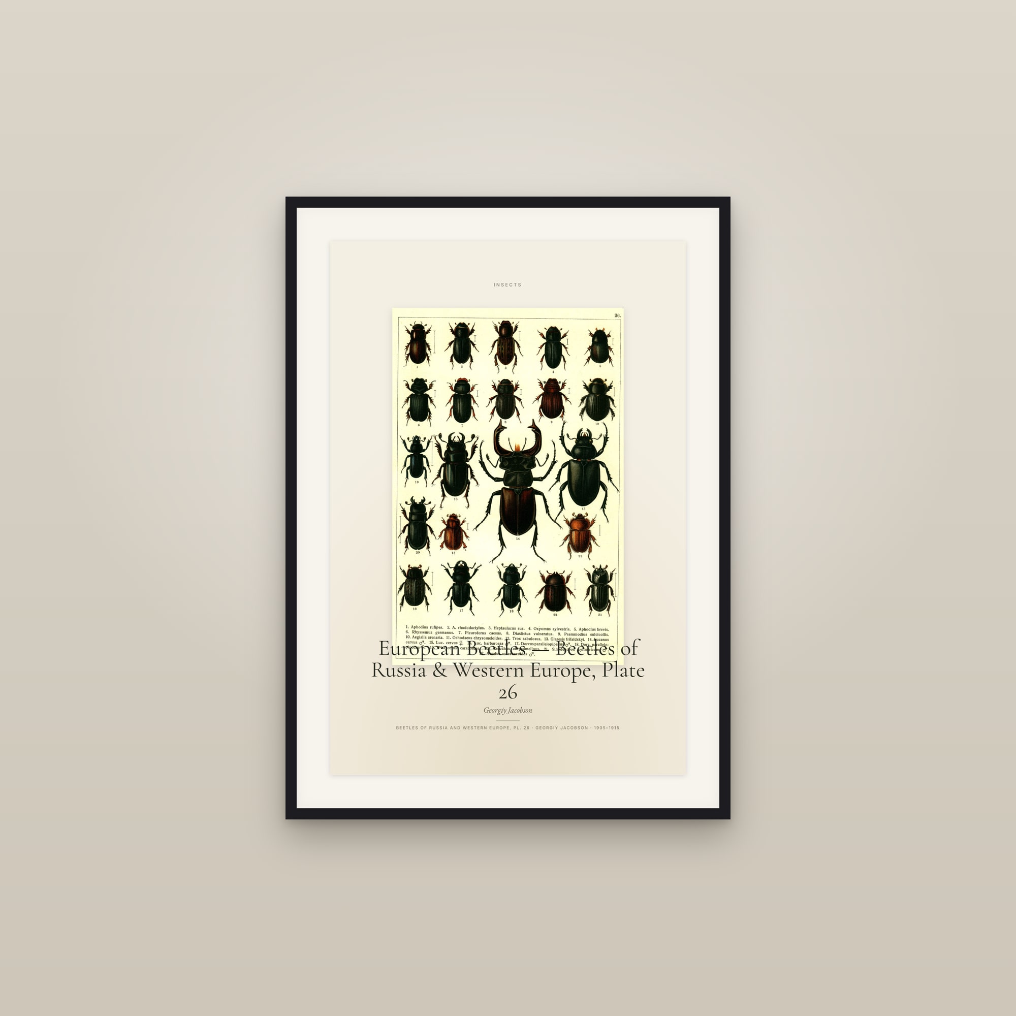 European Beetles — Beetles of Russia & Western Europe, Plate 26 — Specimen
