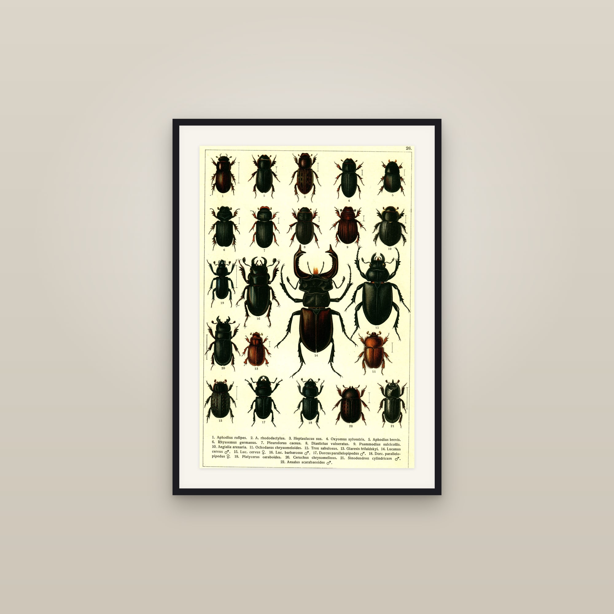 European Beetles — Beetles of Russia & Western Europe, Plate 26