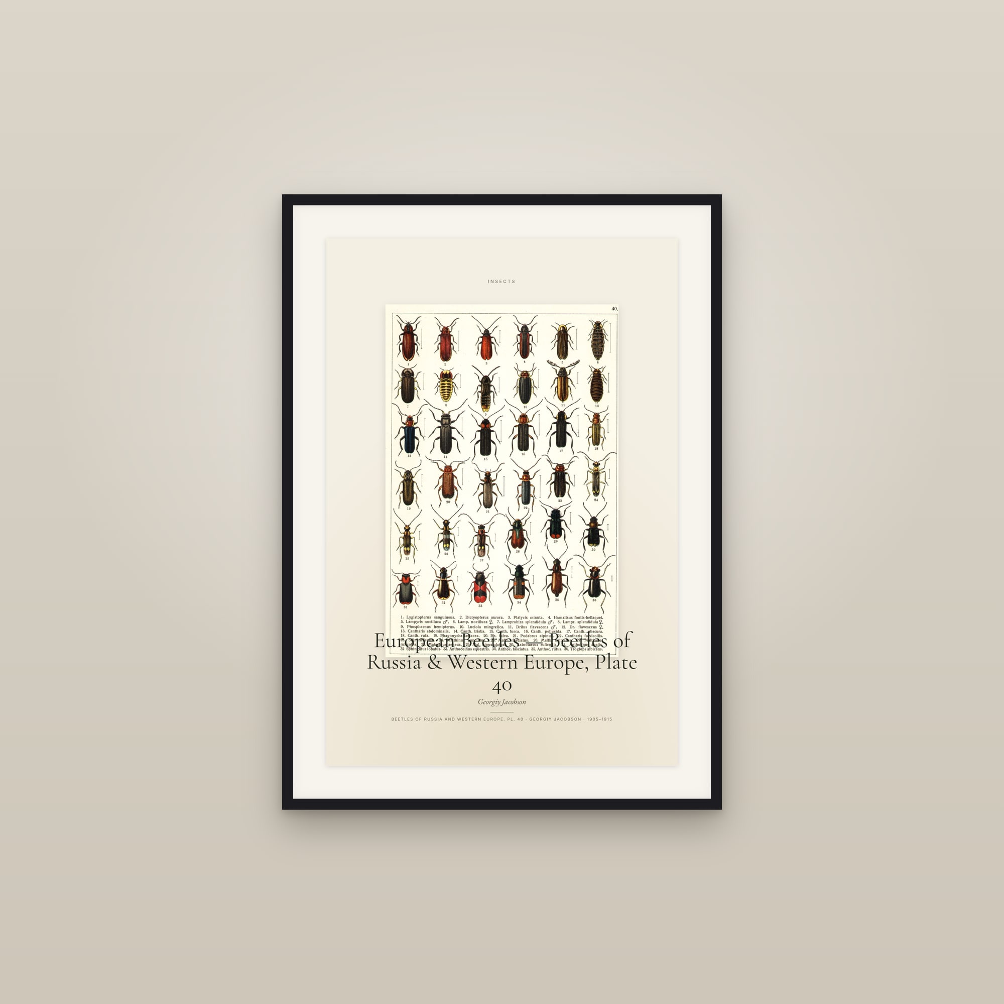 European Beetles — Beetles of Russia & Western Europe, Plate 40 — Specimen