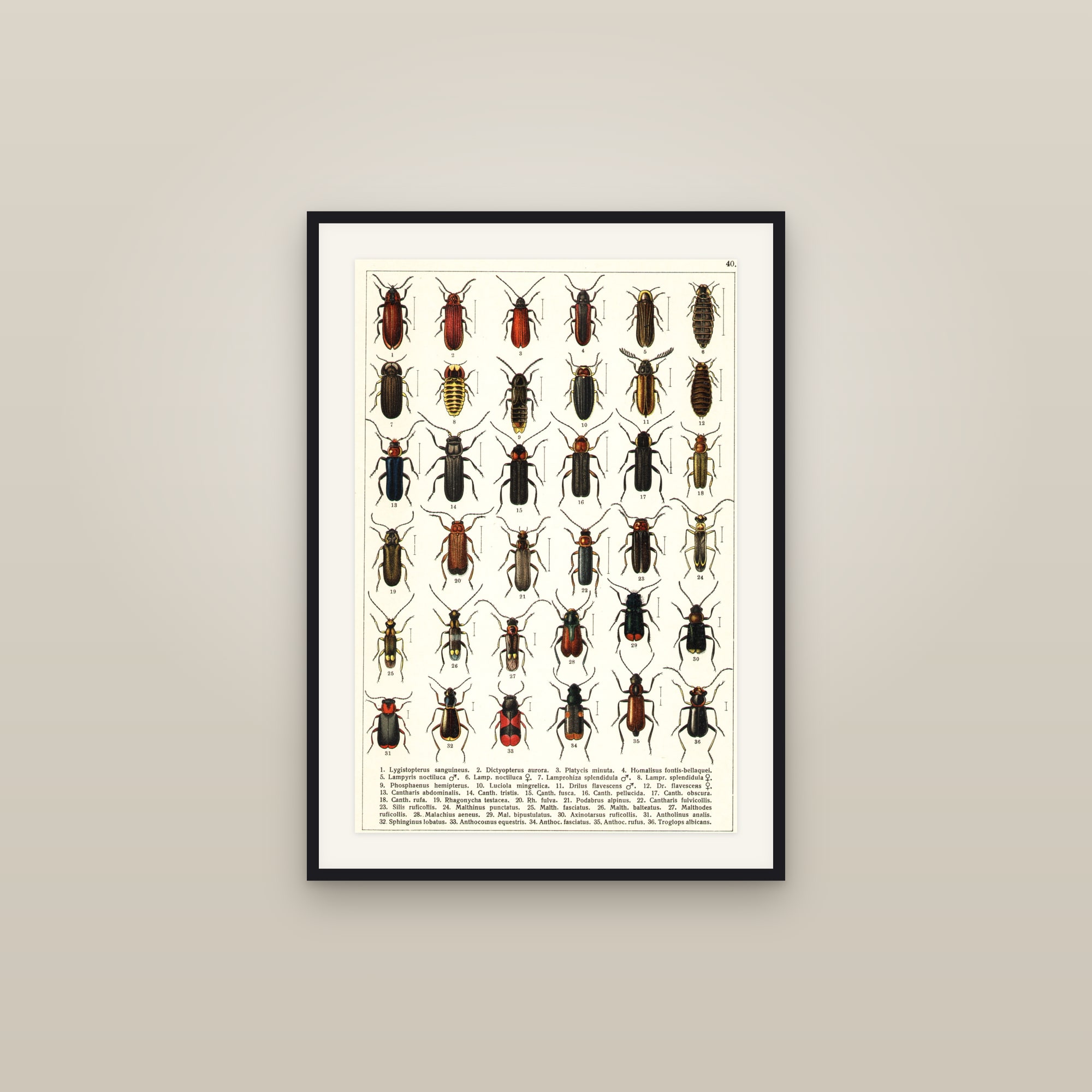 European Beetles — Beetles of Russia & Western Europe, Plate 40