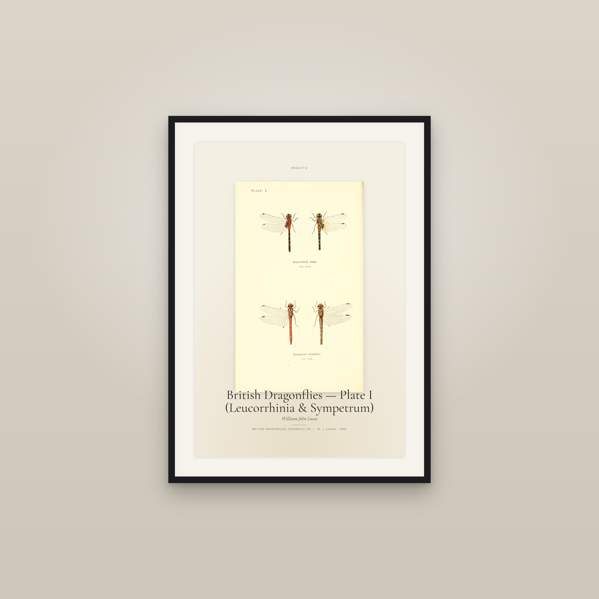British Dragonflies — Plate I (Leucorrhinia & Sympetrum) — Specimen