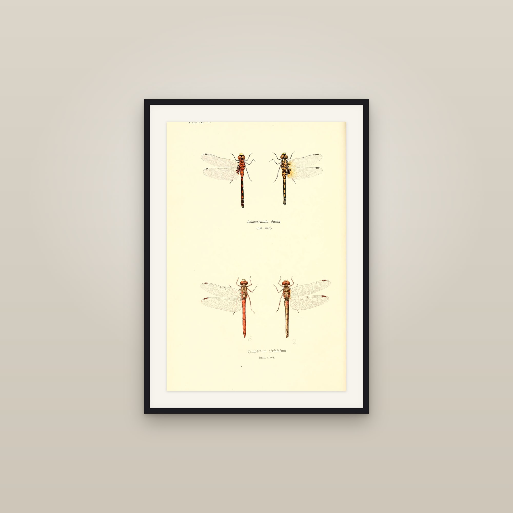 British Dragonflies — Plate I (Leucorrhinia & Sympetrum)