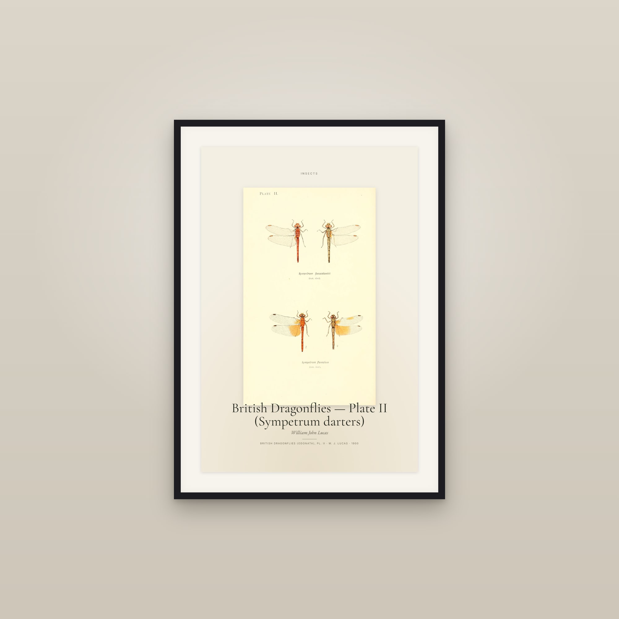 British Dragonflies — Plate II (Sympetrum darters) — Specimen
