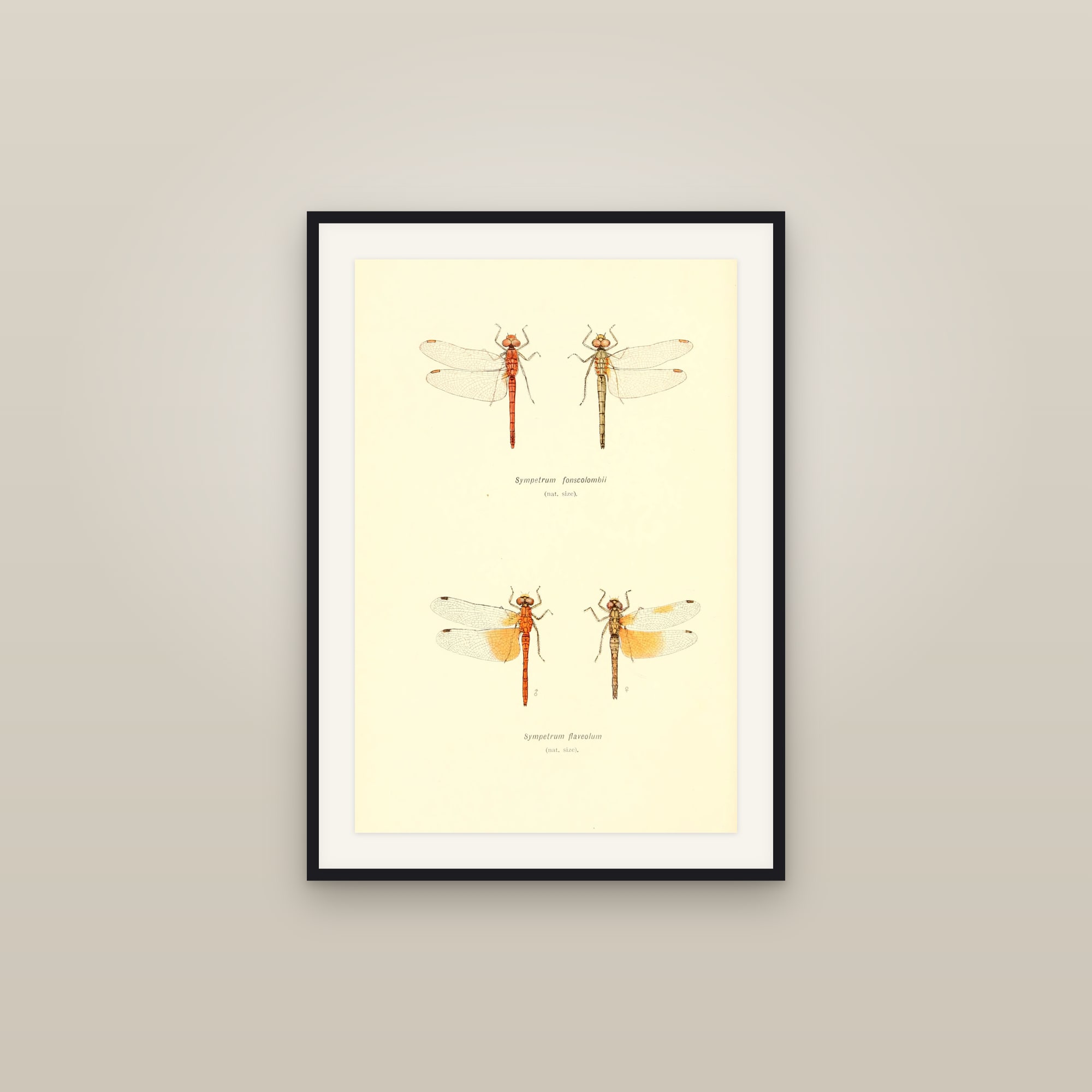 British Dragonflies — Plate II (Sympetrum darters)