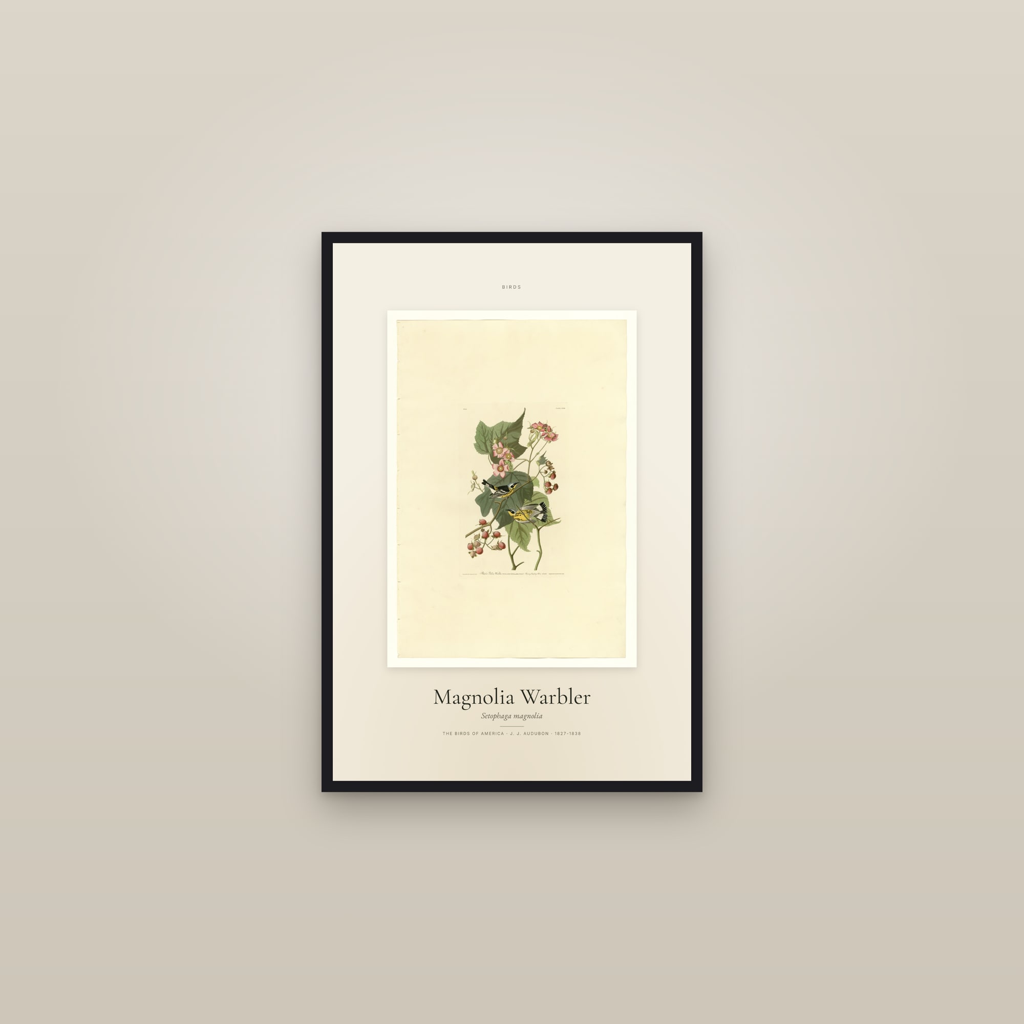 Magnolia Warbler — Specimen