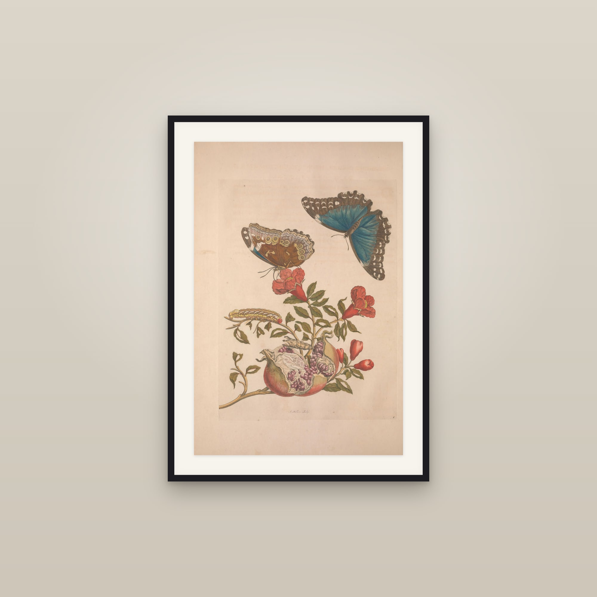 Metamorphosis of the Insects of Suriname — Plate 9