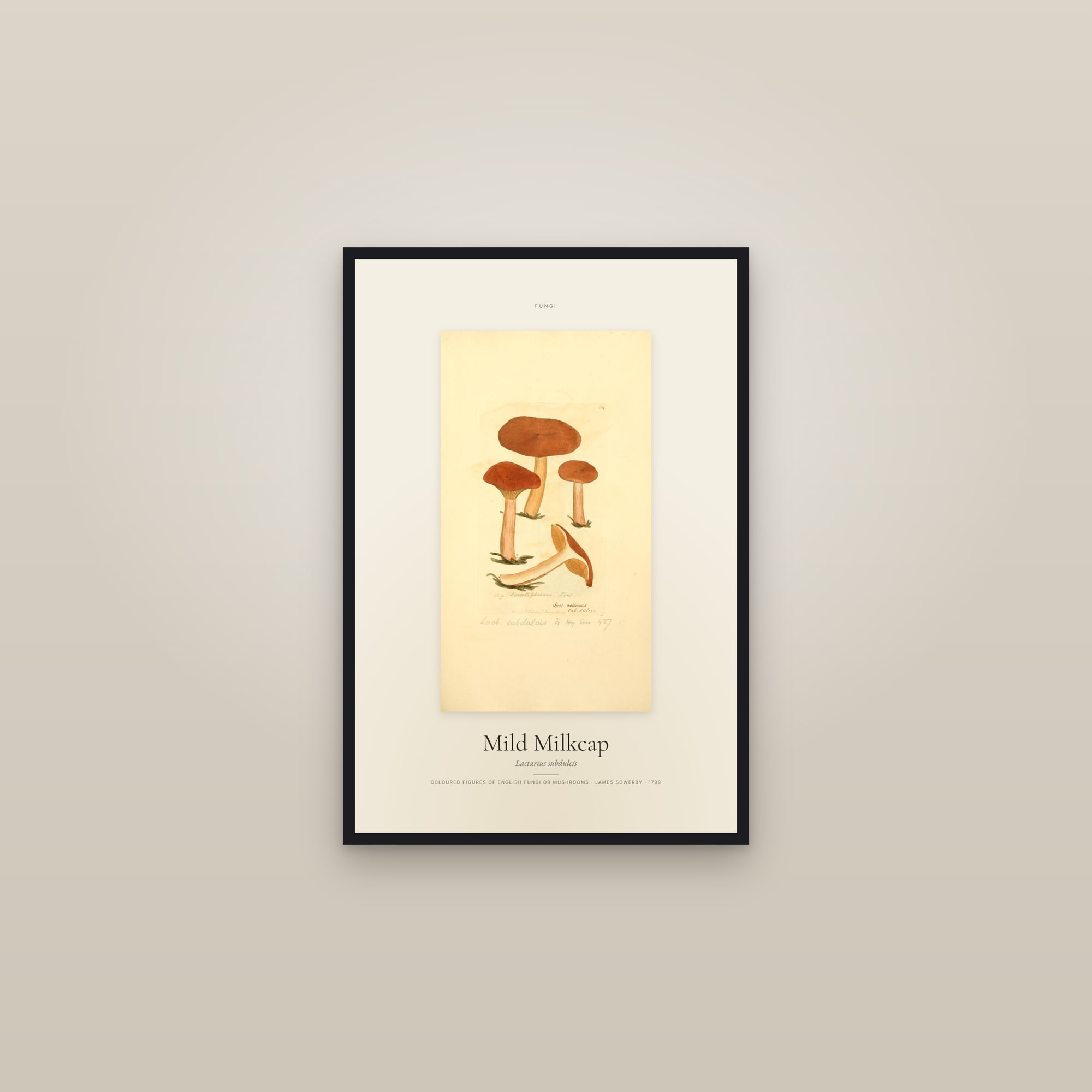 Mild Milkcap — Specimen