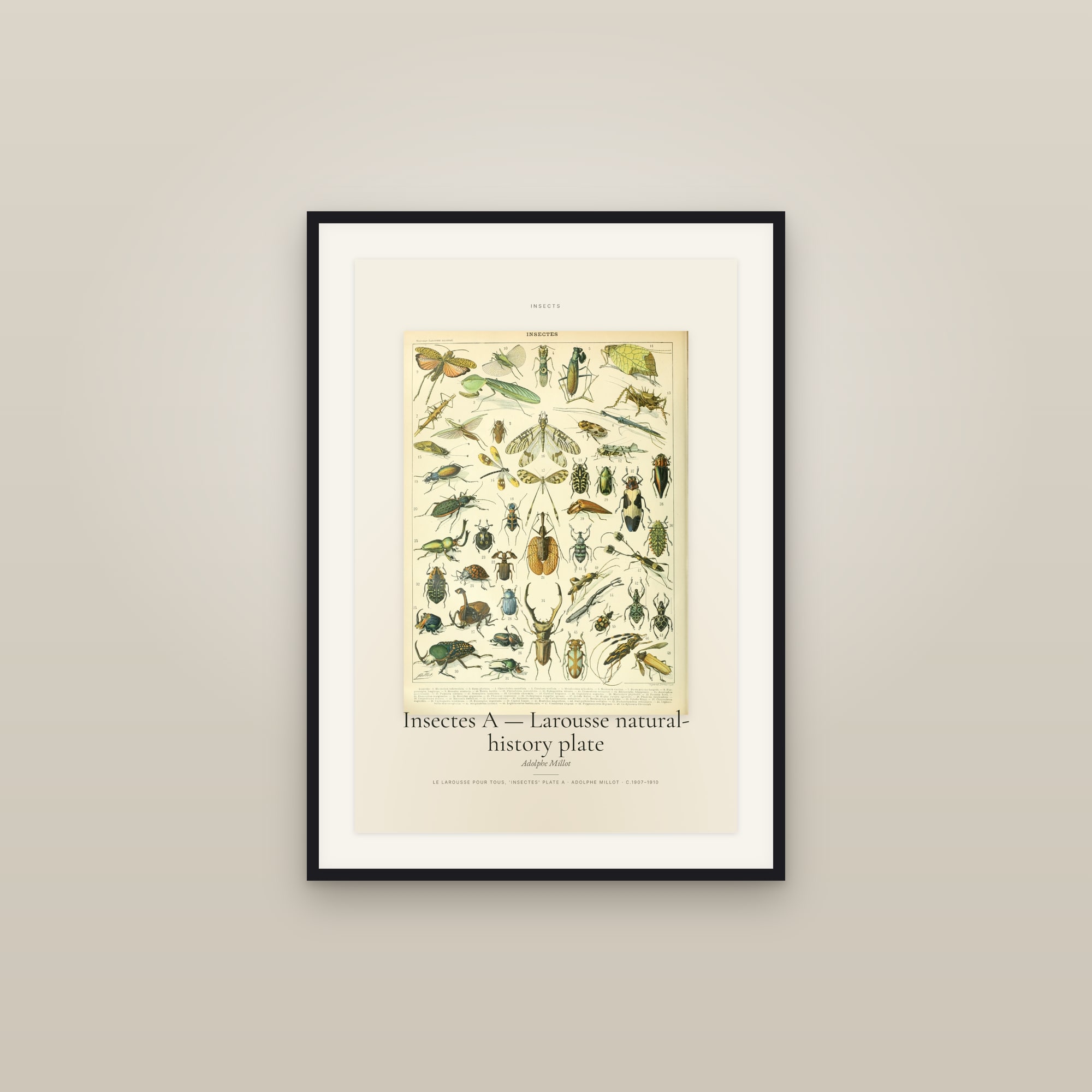 Insectes A — Larousse natural-history plate — Specimen