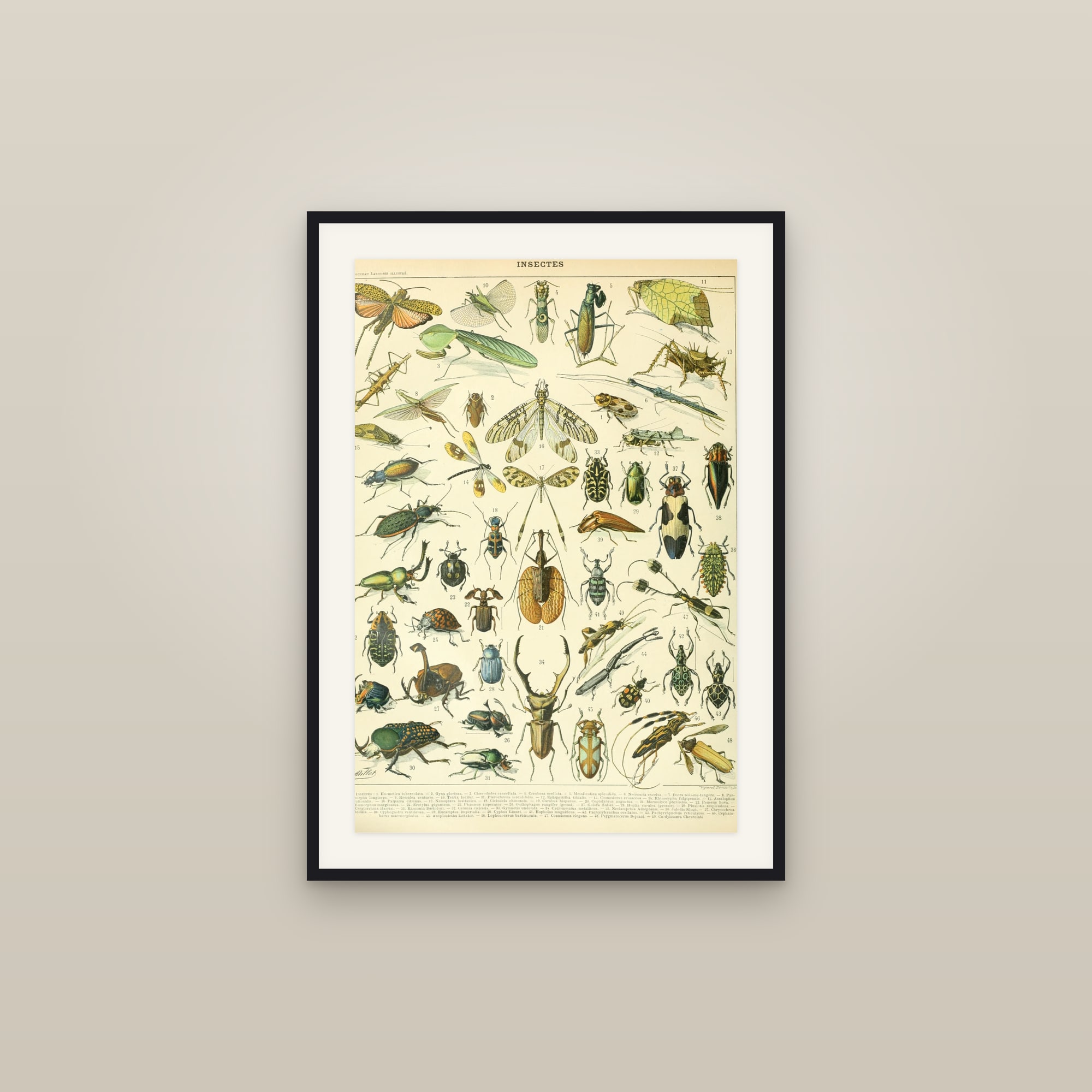 Insectes A — Larousse natural-history plate