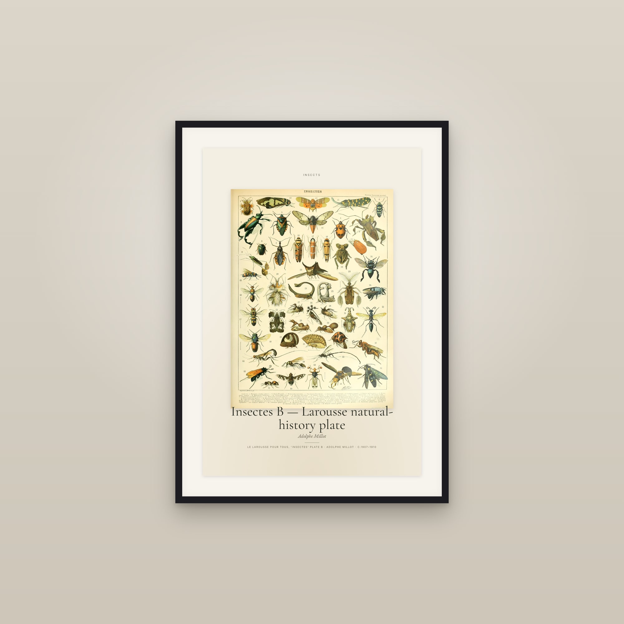 Insectes B — Larousse natural-history plate — Specimen