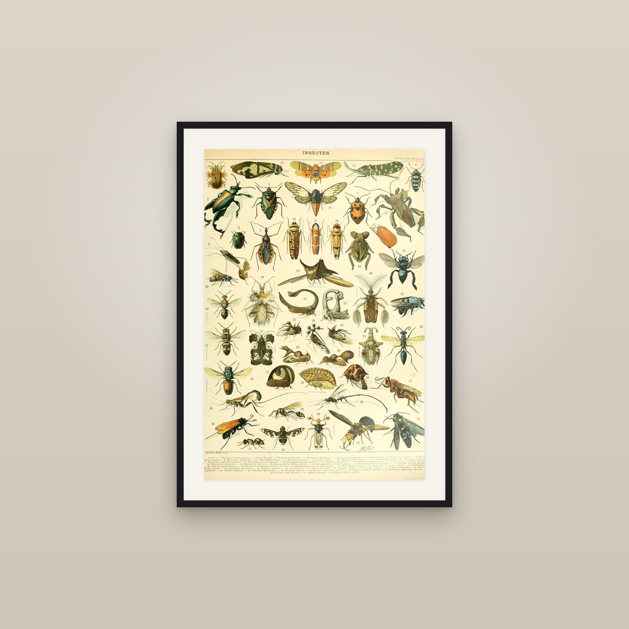 Insectes B — Larousse natural-history plate