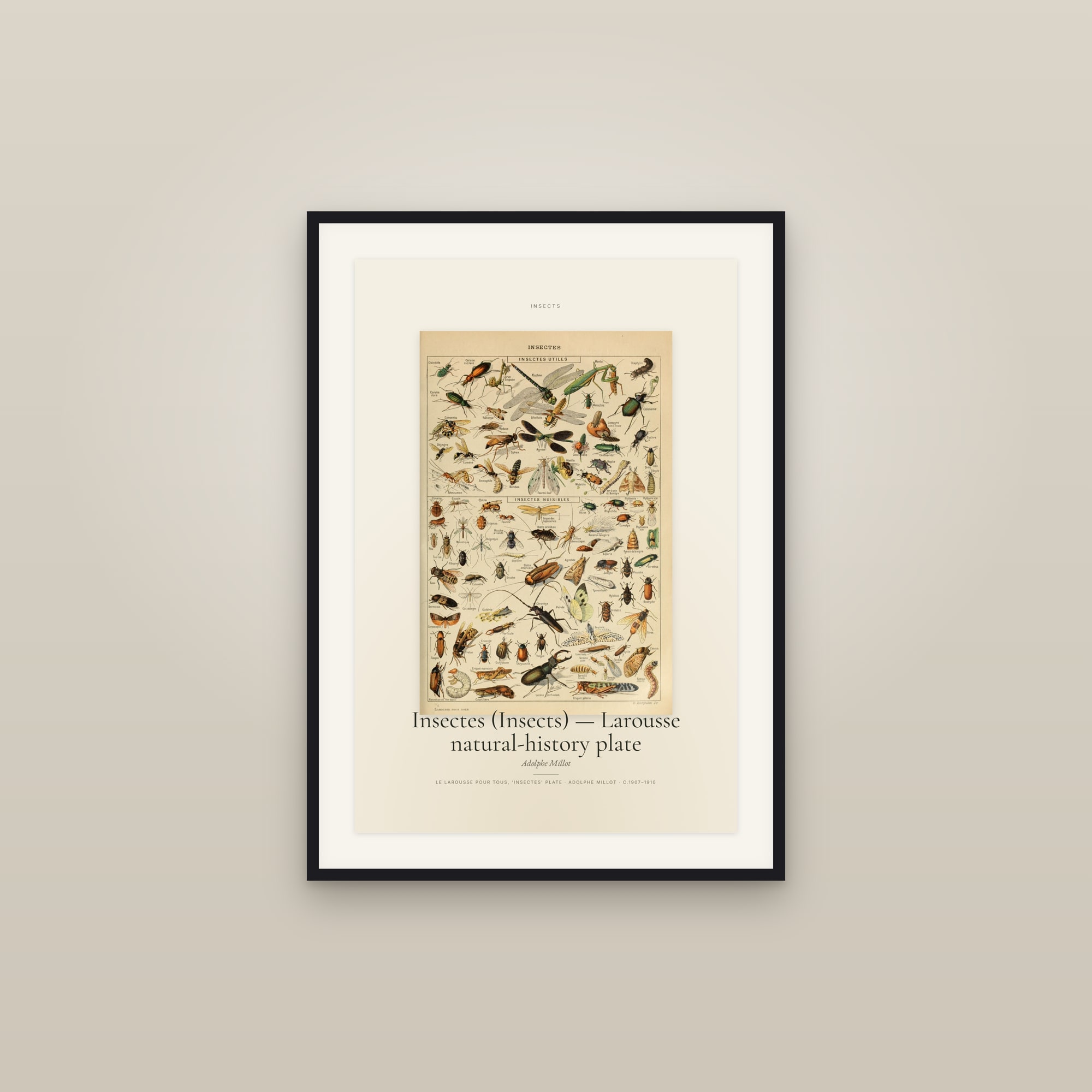 Insectes (Insects) — Larousse natural-history plate — Specimen