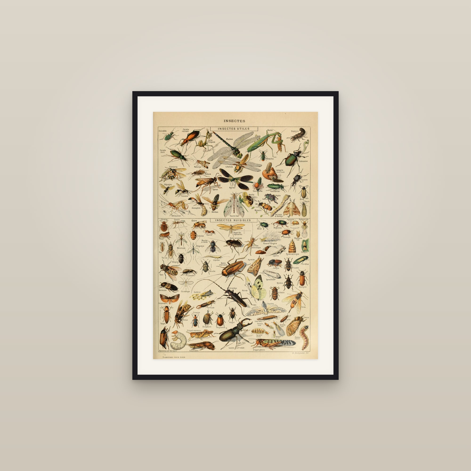 Insectes (Insects) — Larousse natural-history plate