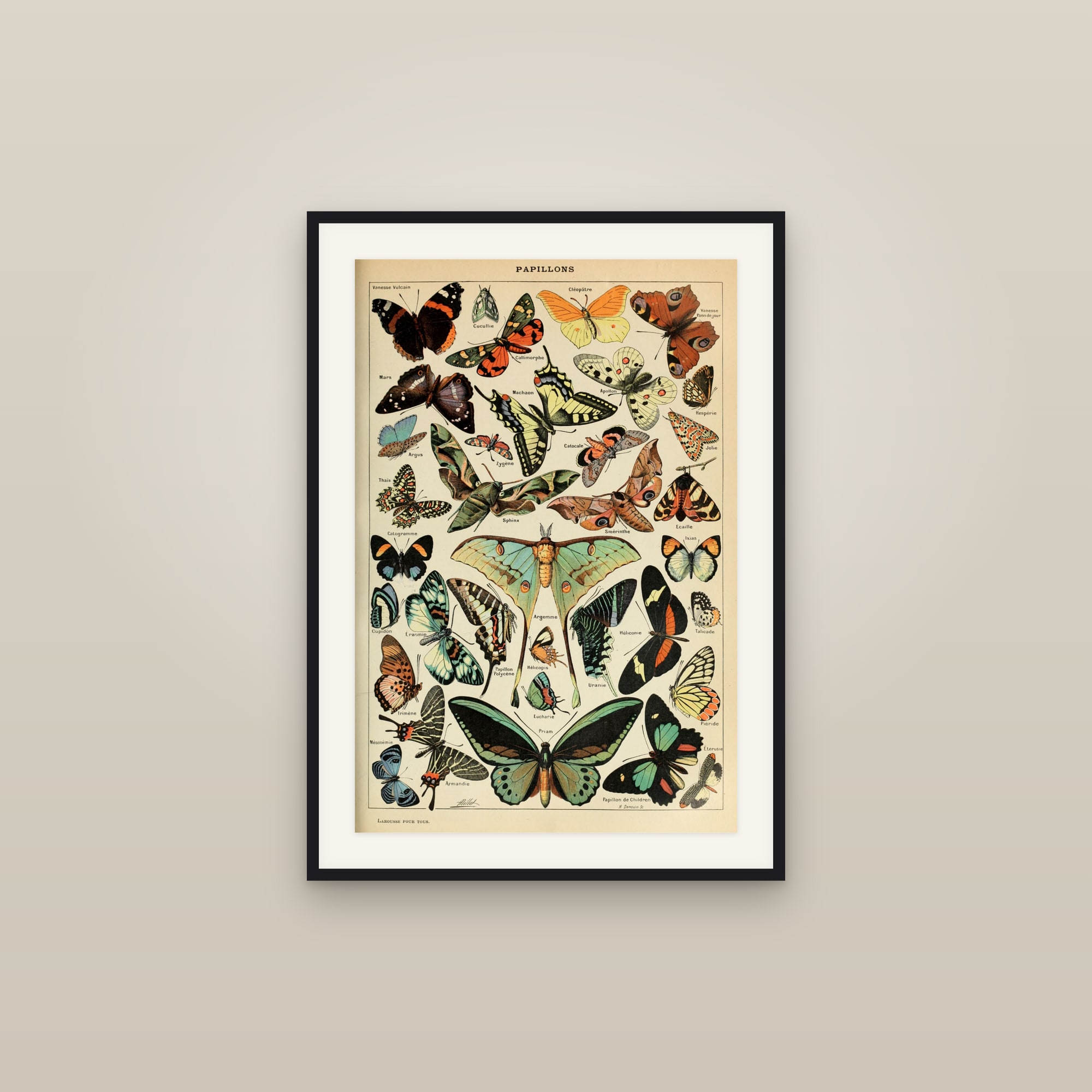 Papillons (Butterflies) — Nouveau Larousse Illustre plate