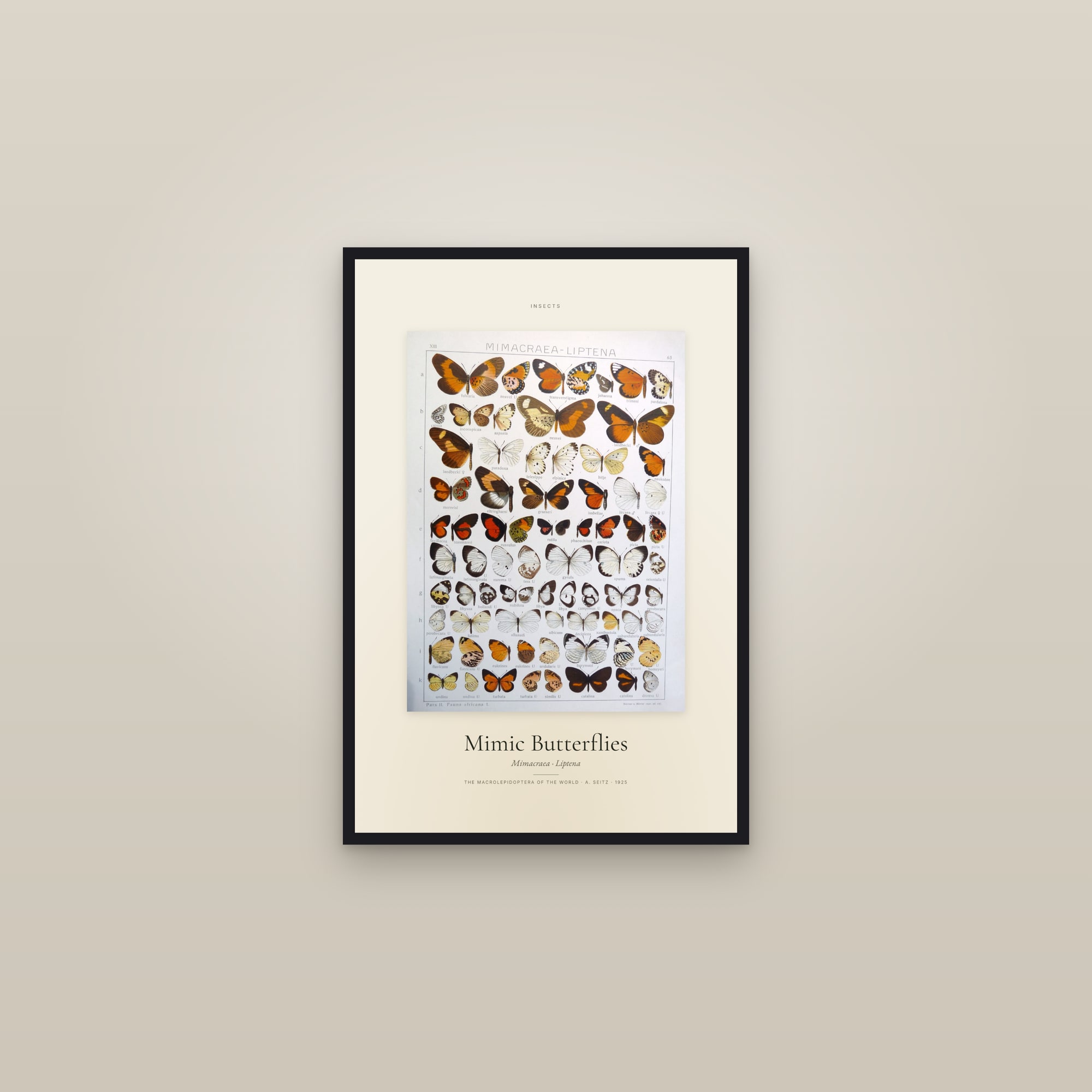 Mimic Butterflies — Specimen