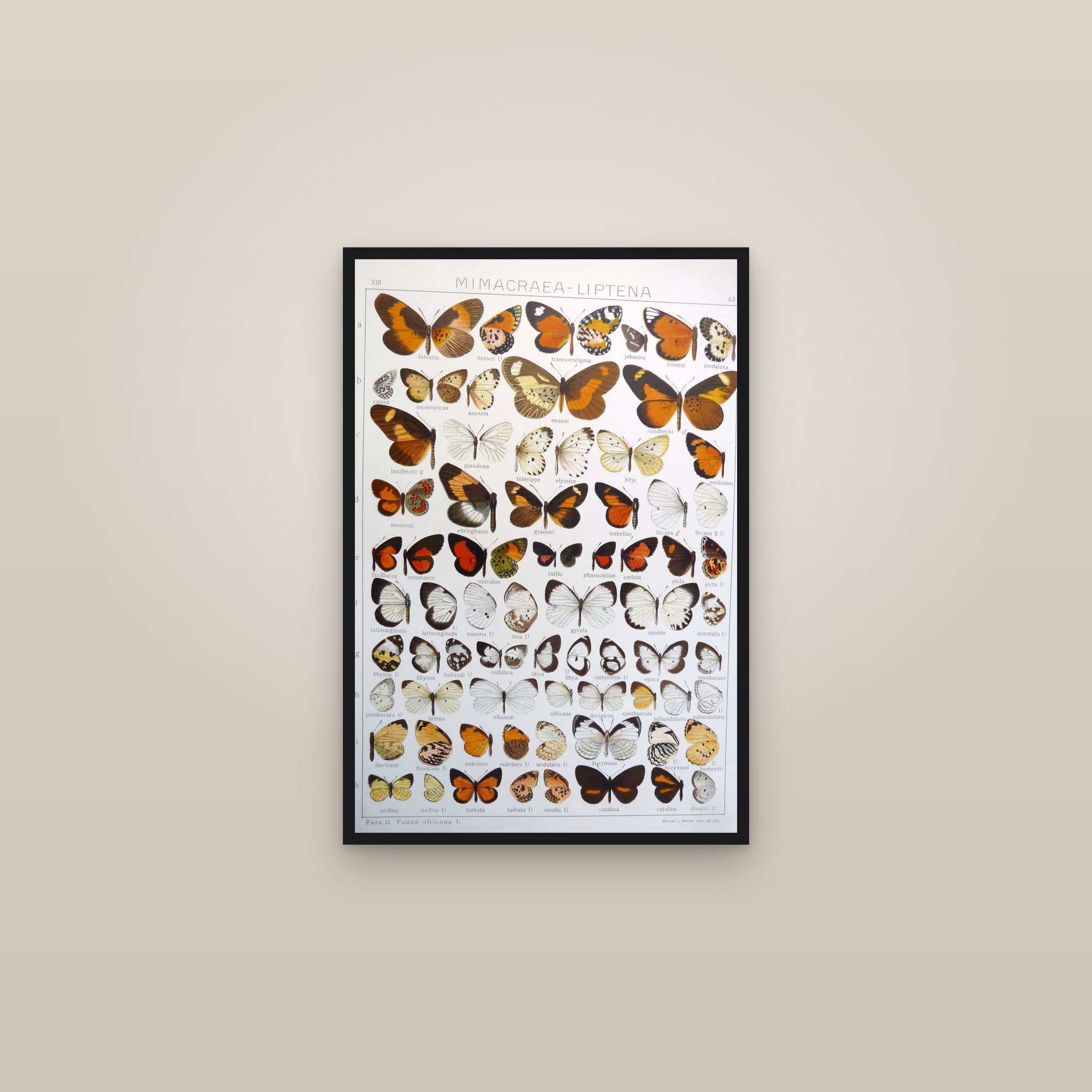 Mimic Butterflies