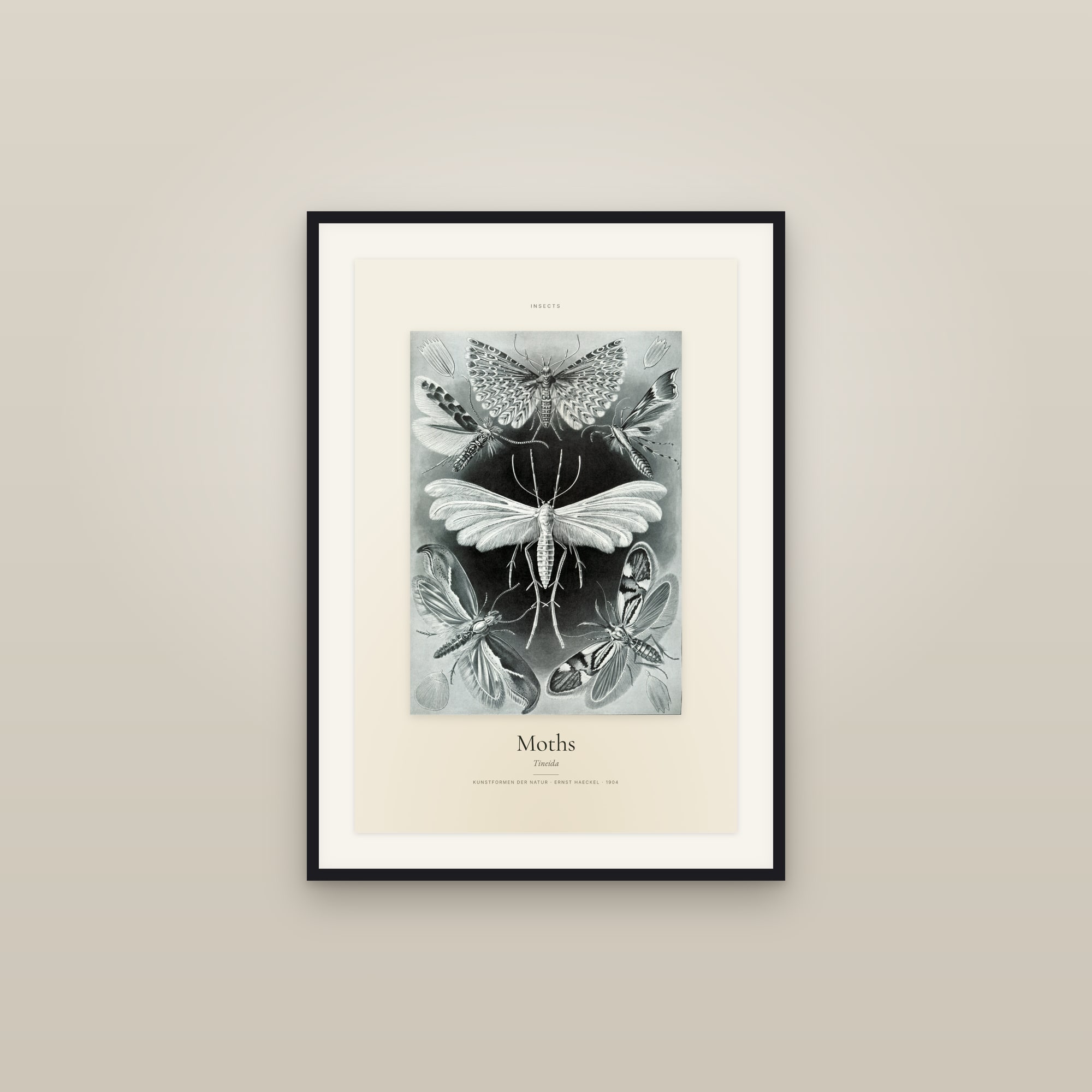 Moths — Specimen