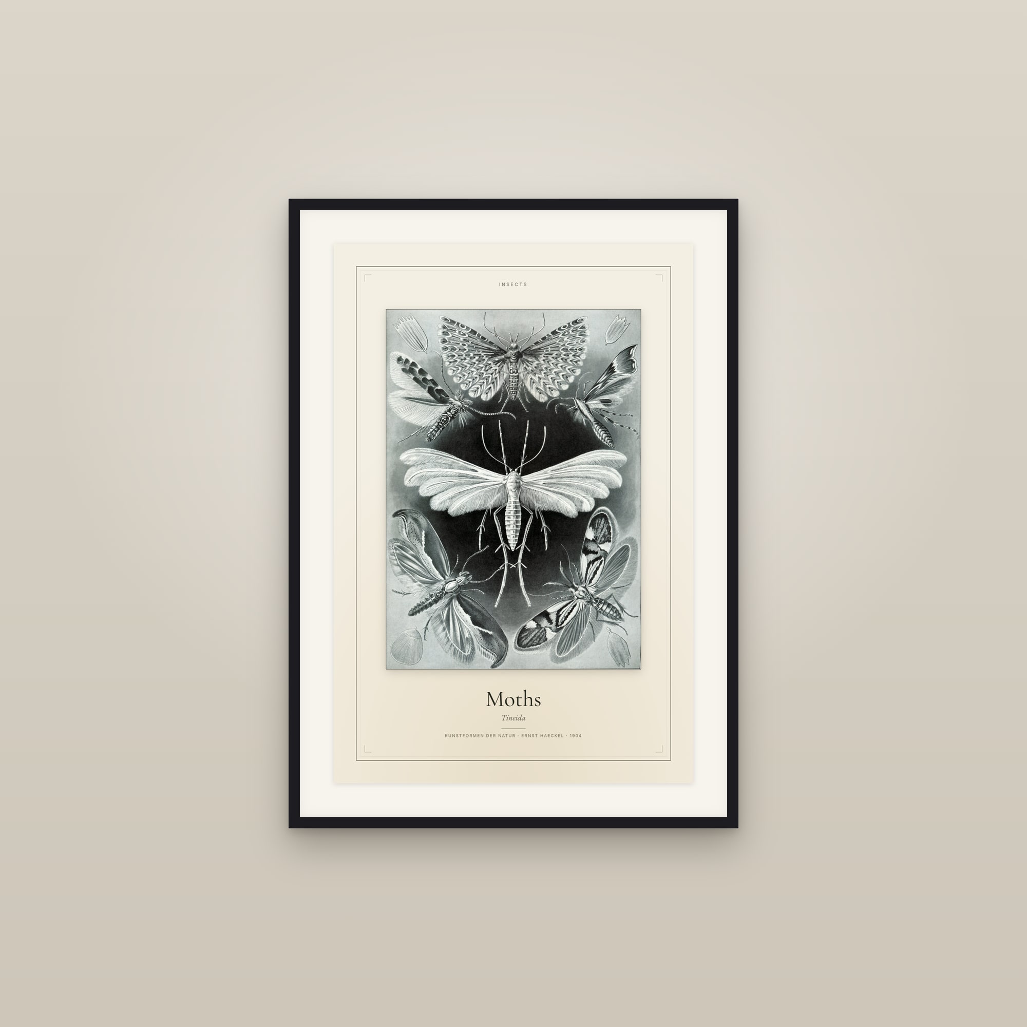 Moths