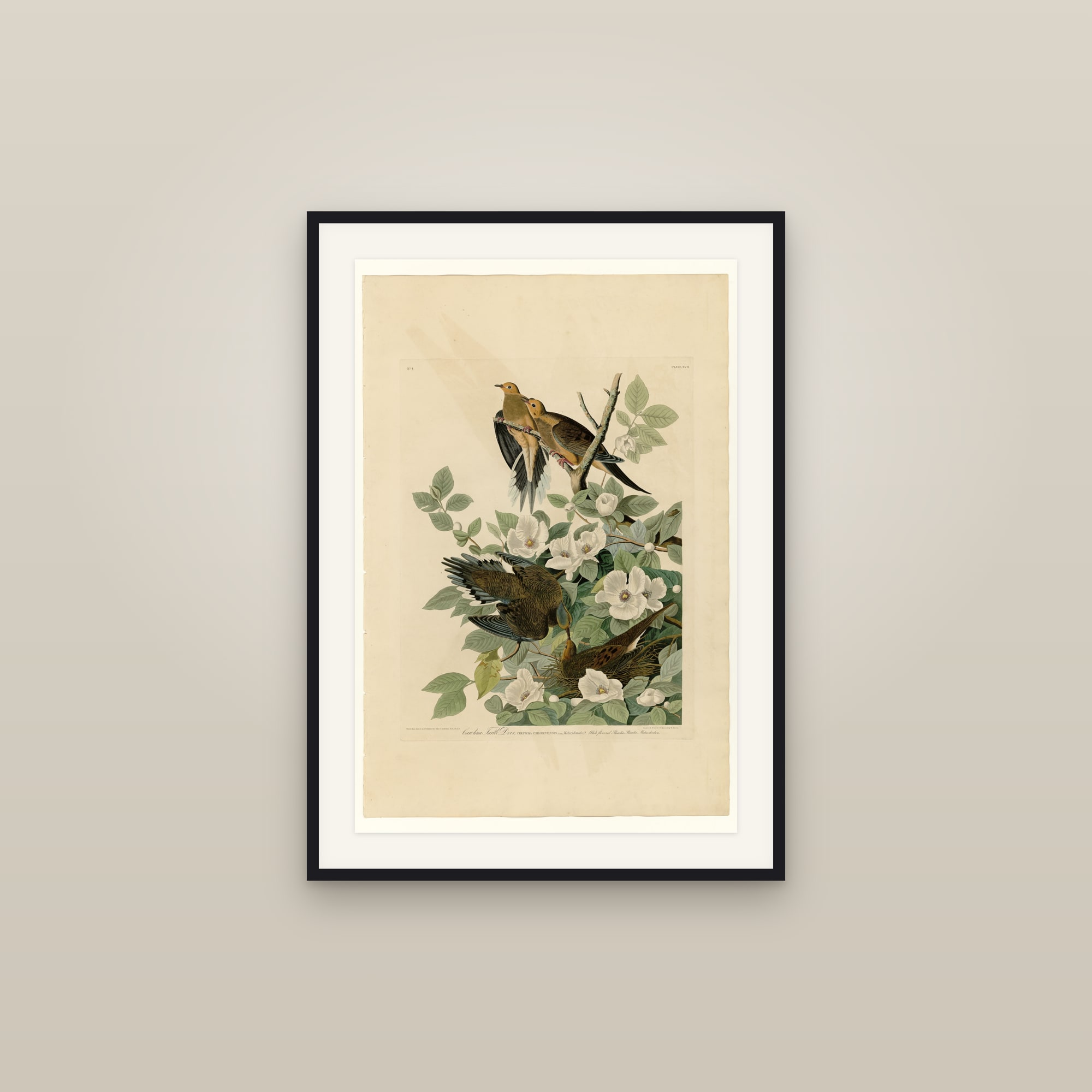 Mourning Dove