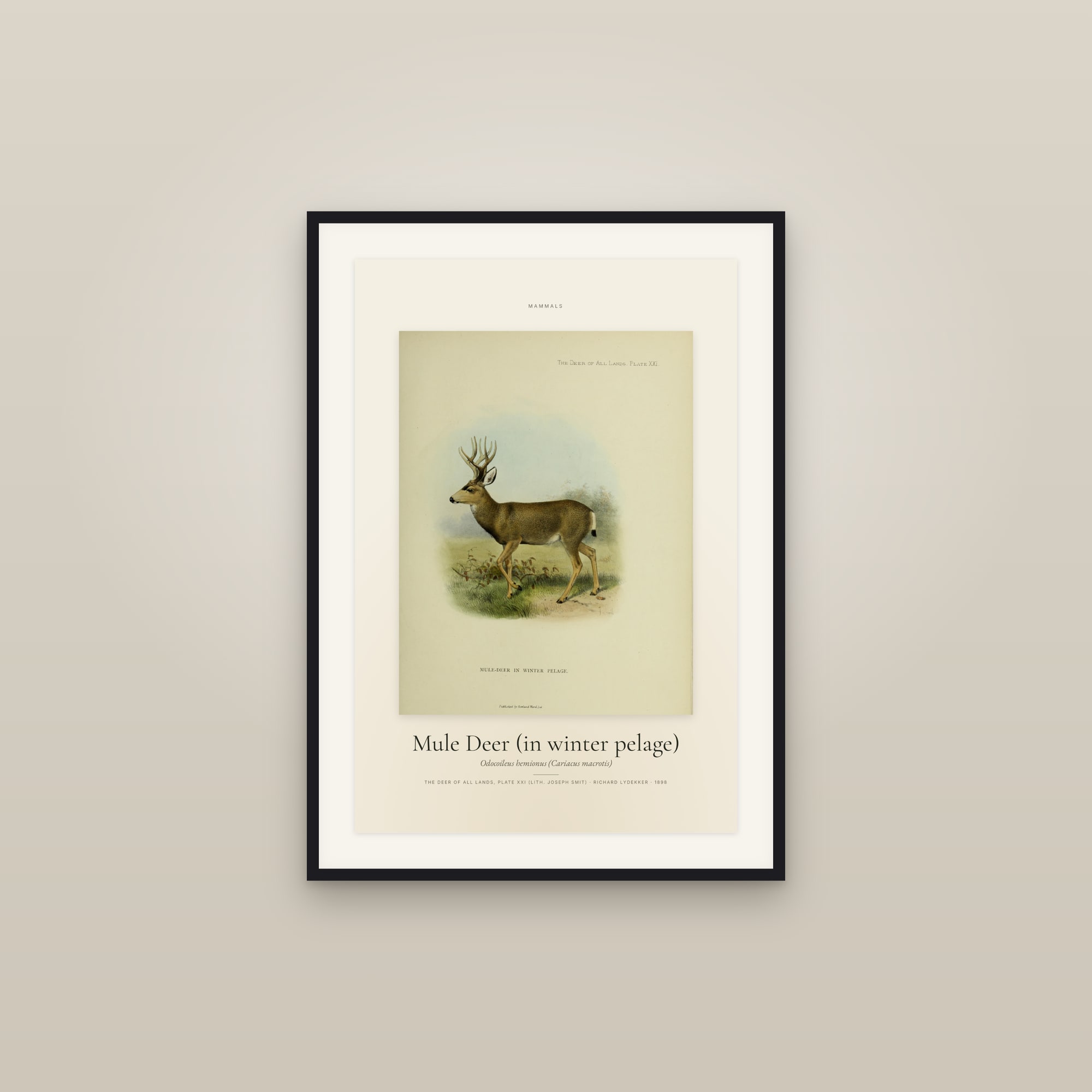 Mule Deer (in winter pelage) — Specimen