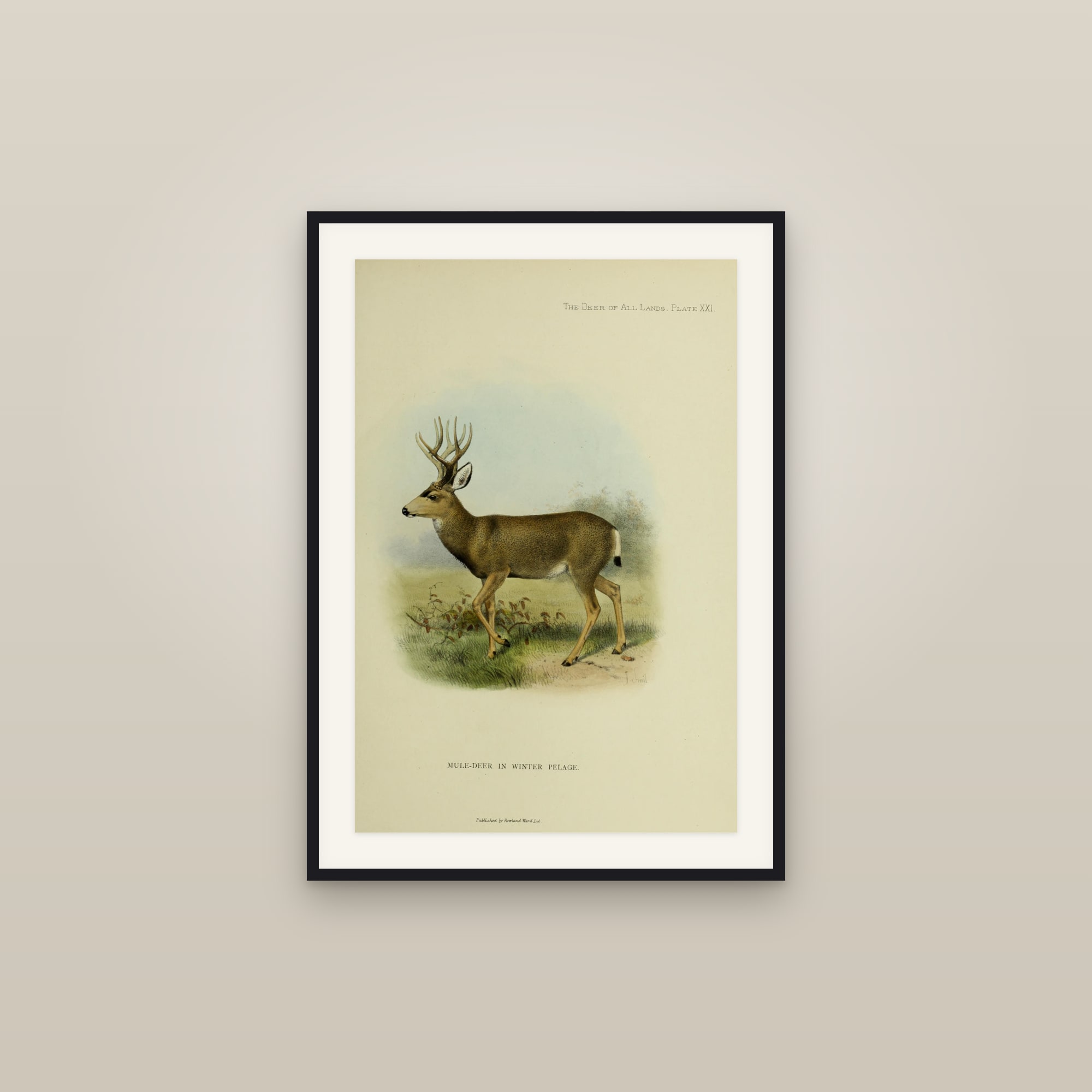 Mule Deer (in winter pelage)
