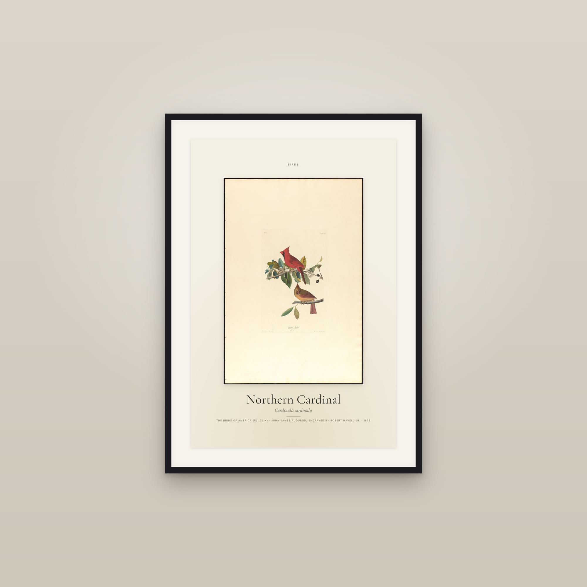 Northern Cardinal — Specimen