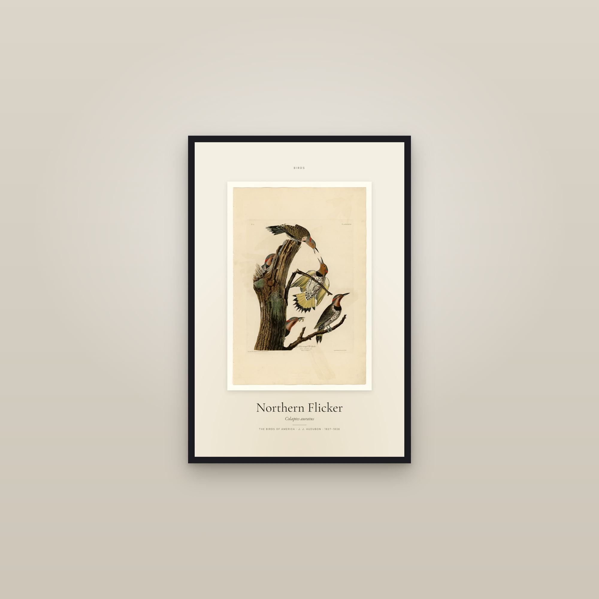 Northern Flicker — Specimen