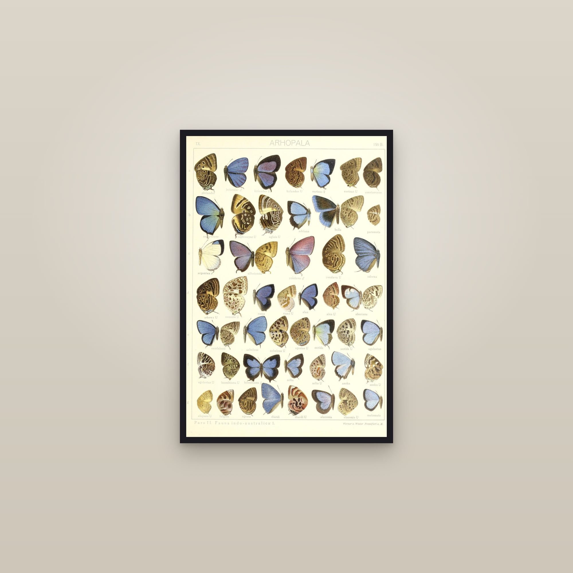 Oakblue Butterflies II