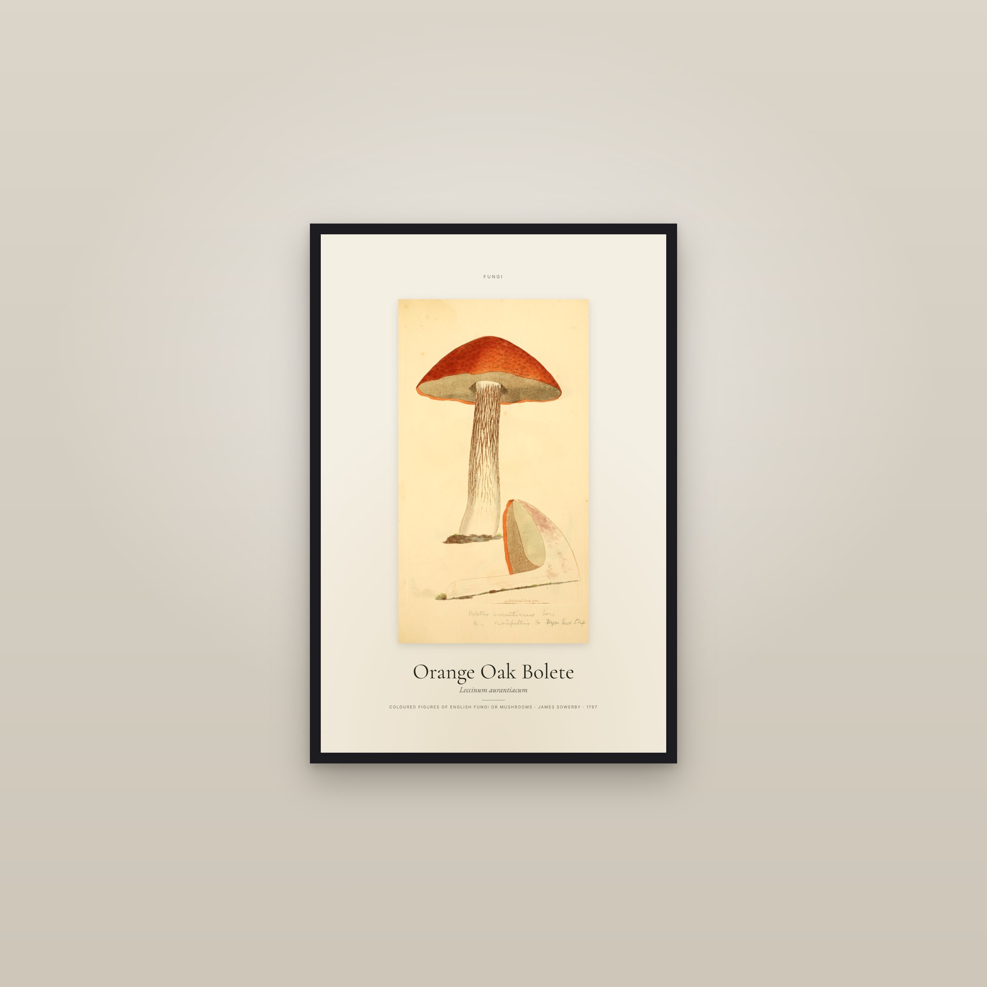 Orange Oak Bolete — Specimen