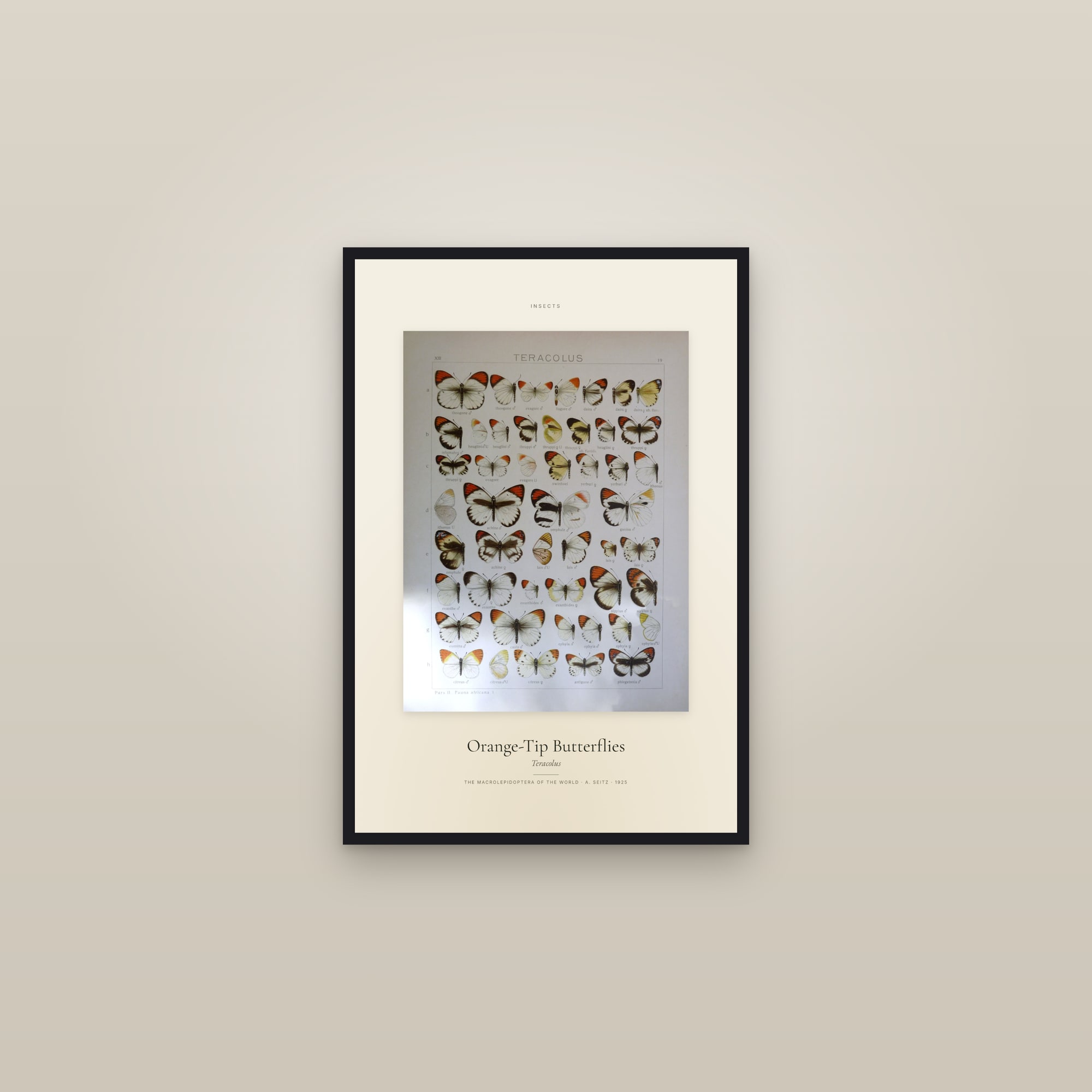 Orange-Tip Butterflies — Specimen