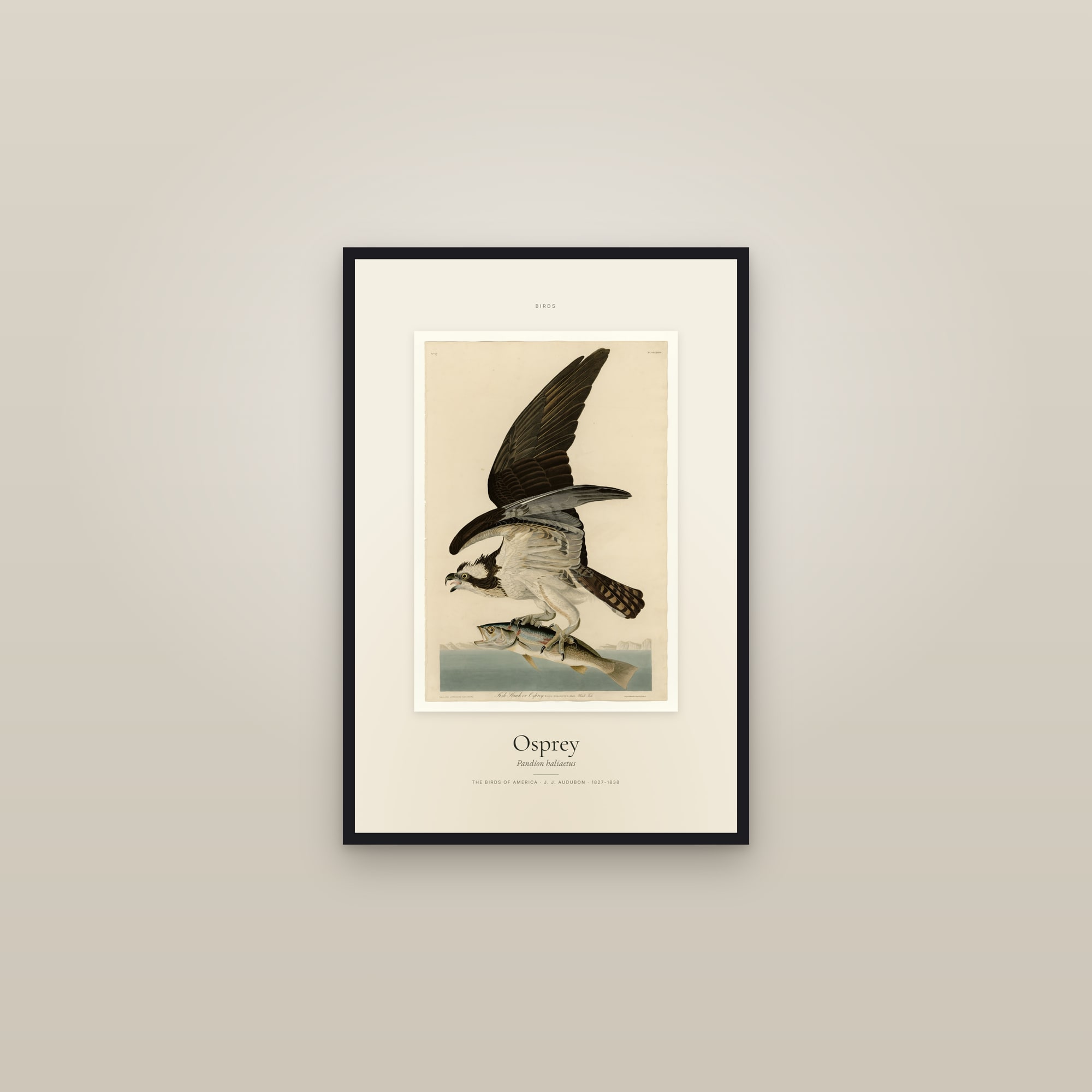 Osprey — Specimen
