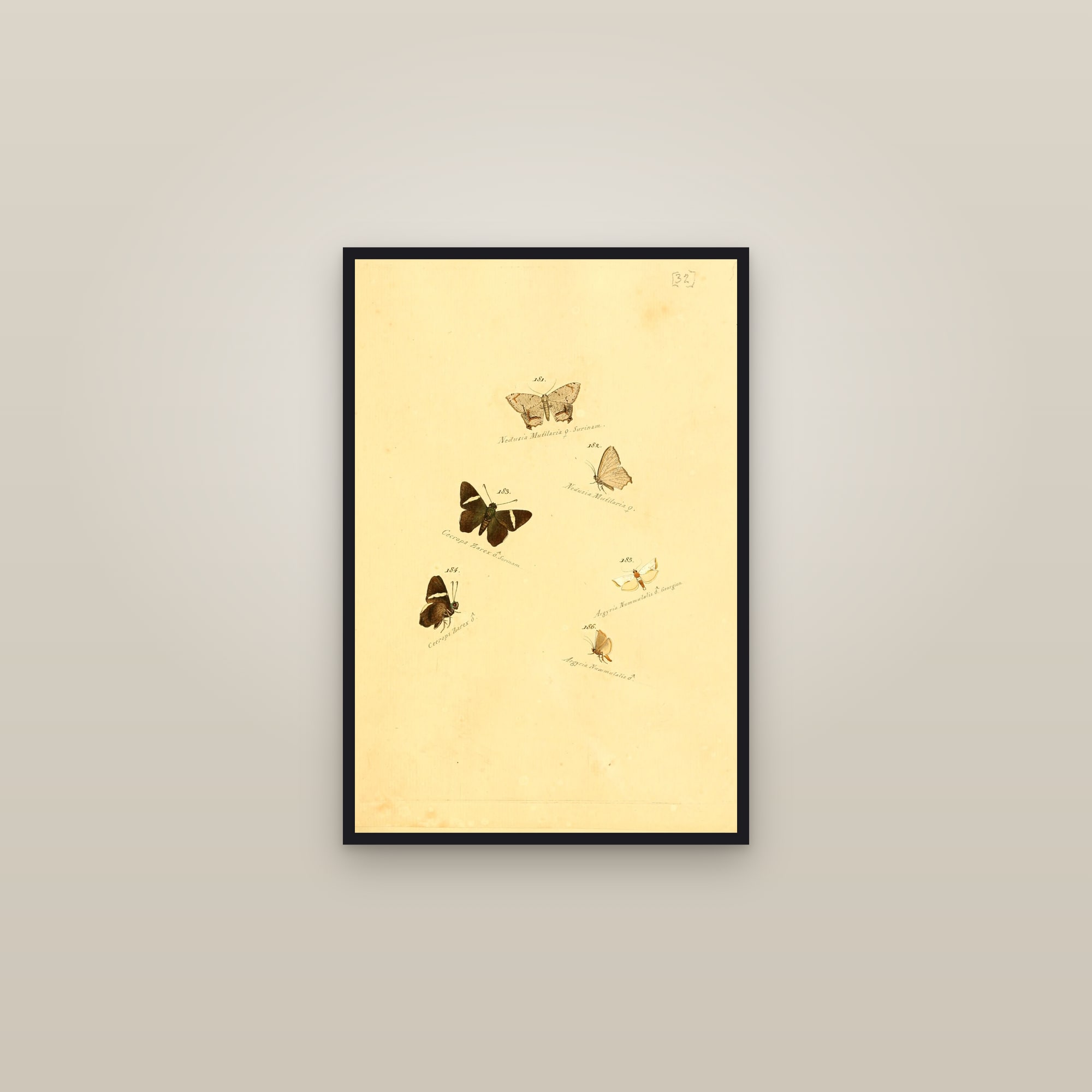 Owl and Forester Moths