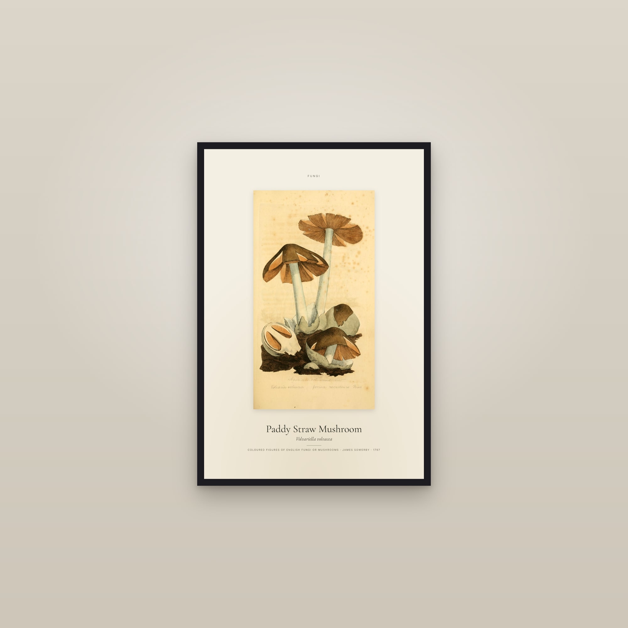 Paddy Straw Mushroom — Specimen