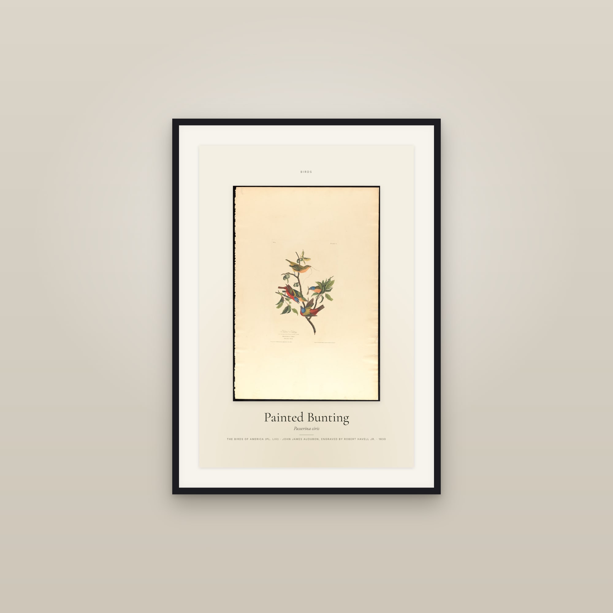 Painted Bunting — Specimen