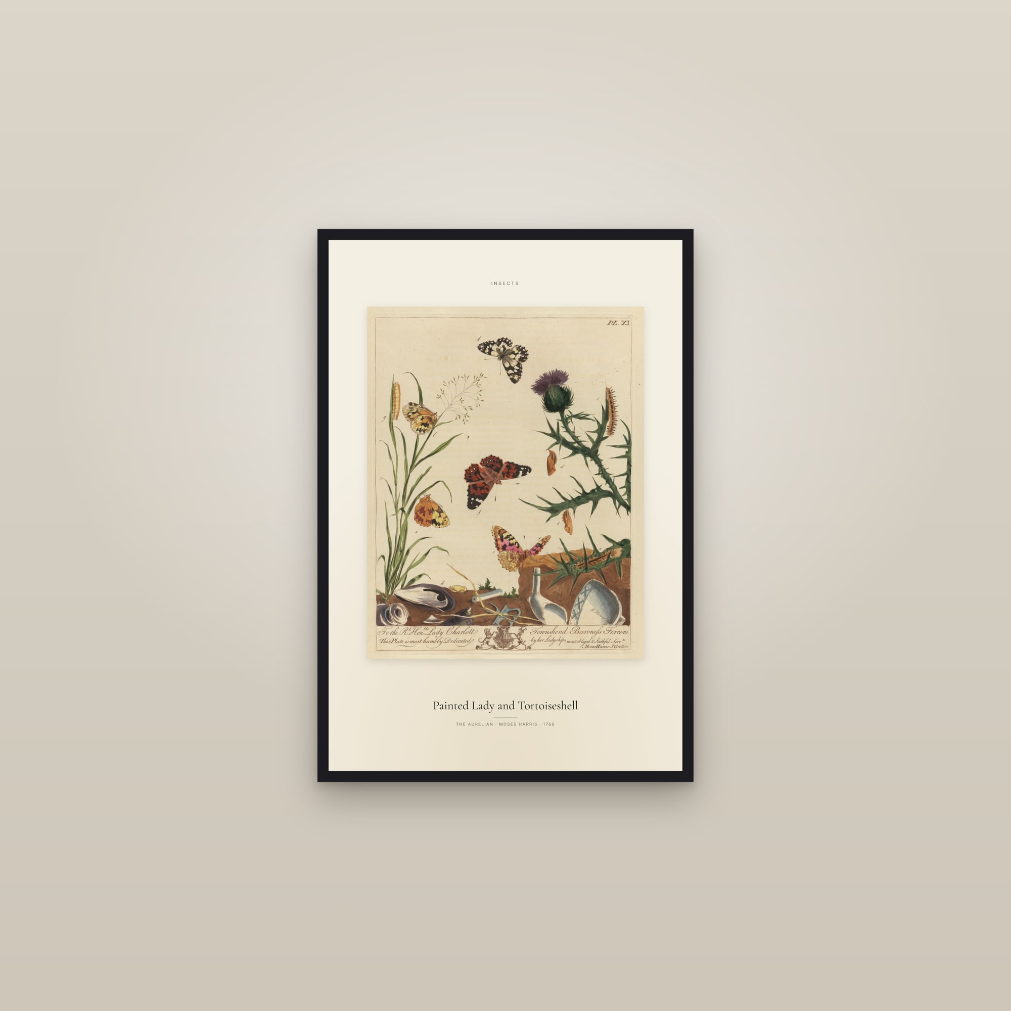 Painted Lady and Tortoiseshell — Specimen