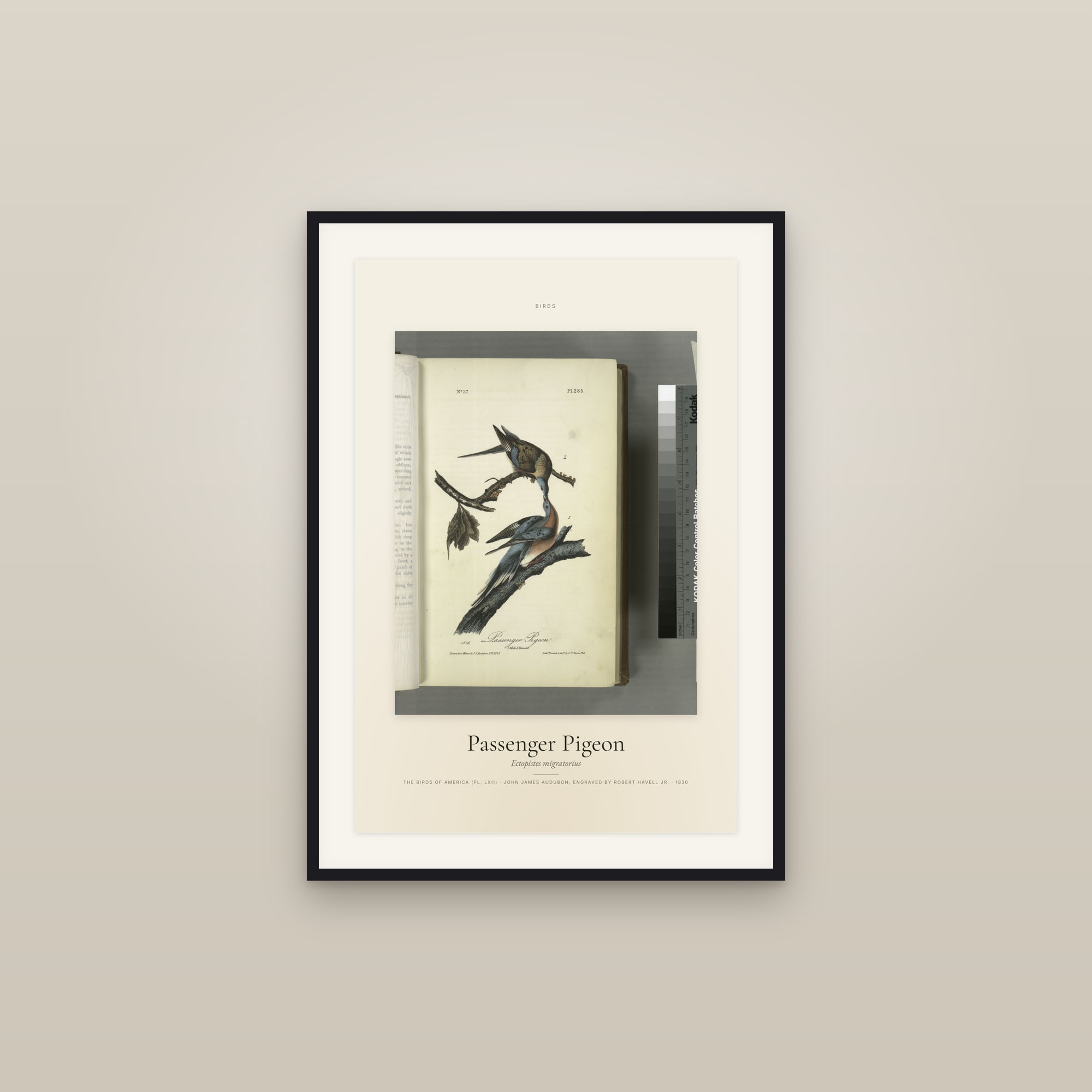 Passenger Pigeon — Specimen