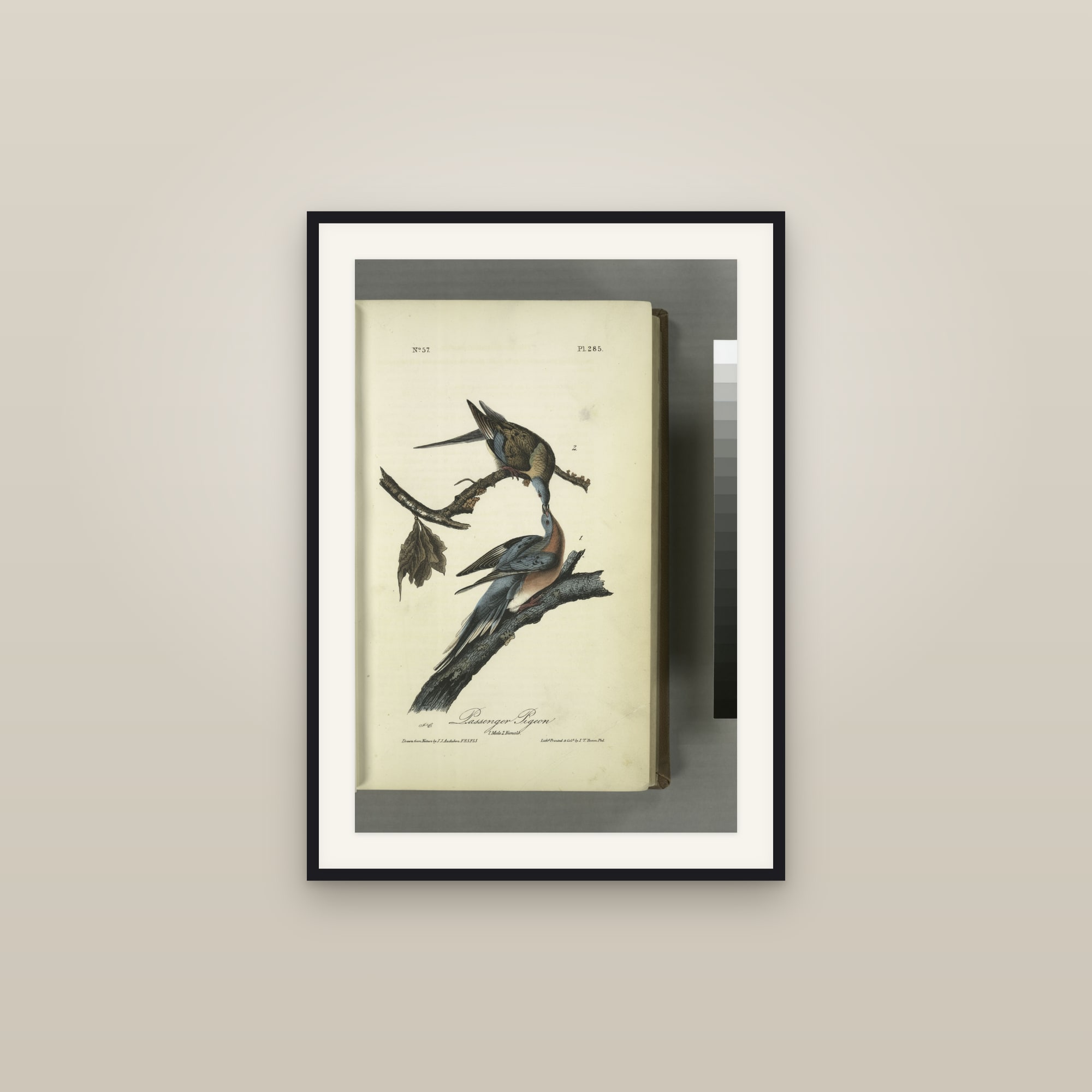 Passenger Pigeon