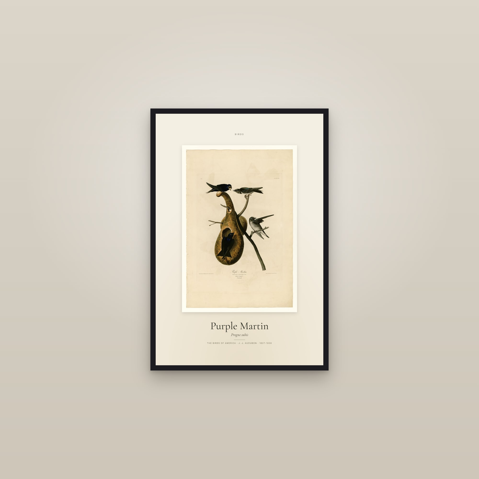 Purple Martin — Specimen
