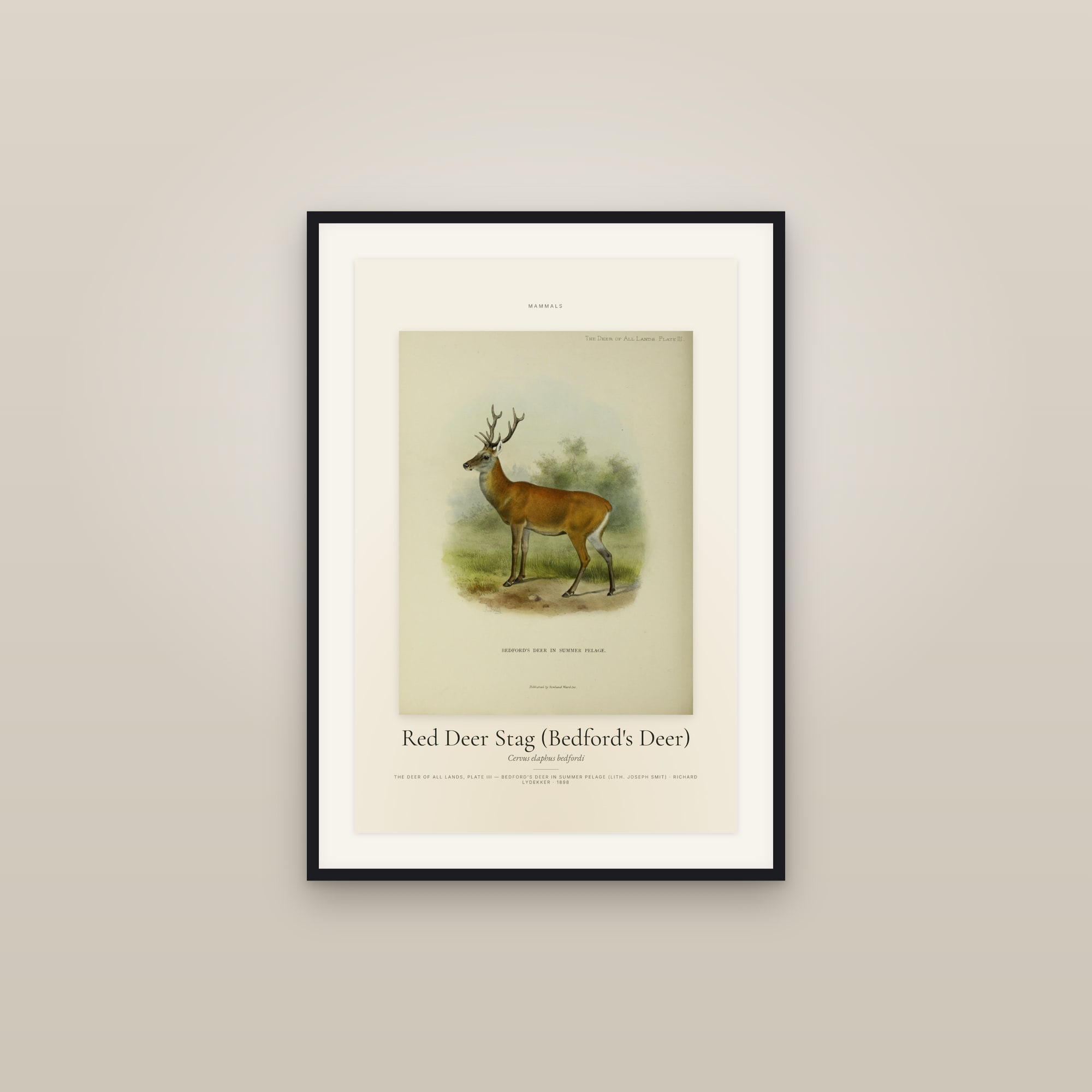 Red Deer Stag (Bedford's Deer) — Specimen