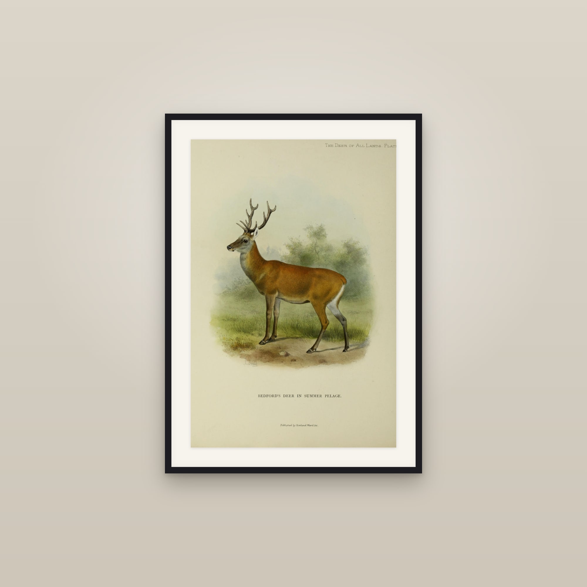 Red Deer Stag (Bedford's Deer)