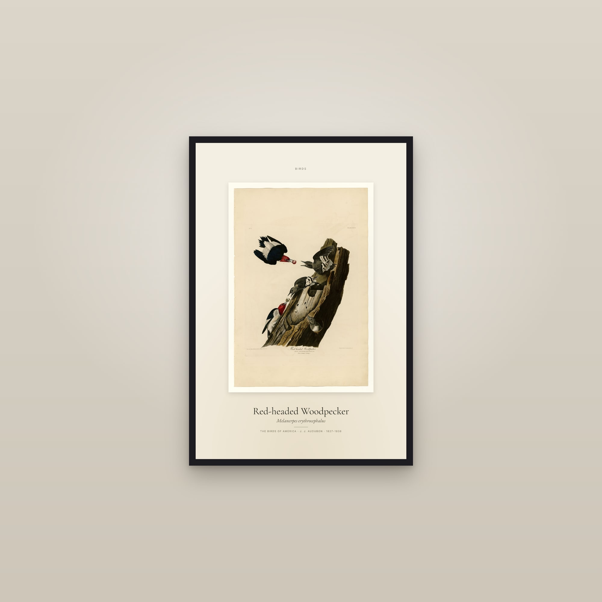 Red-headed Woodpecker — Specimen