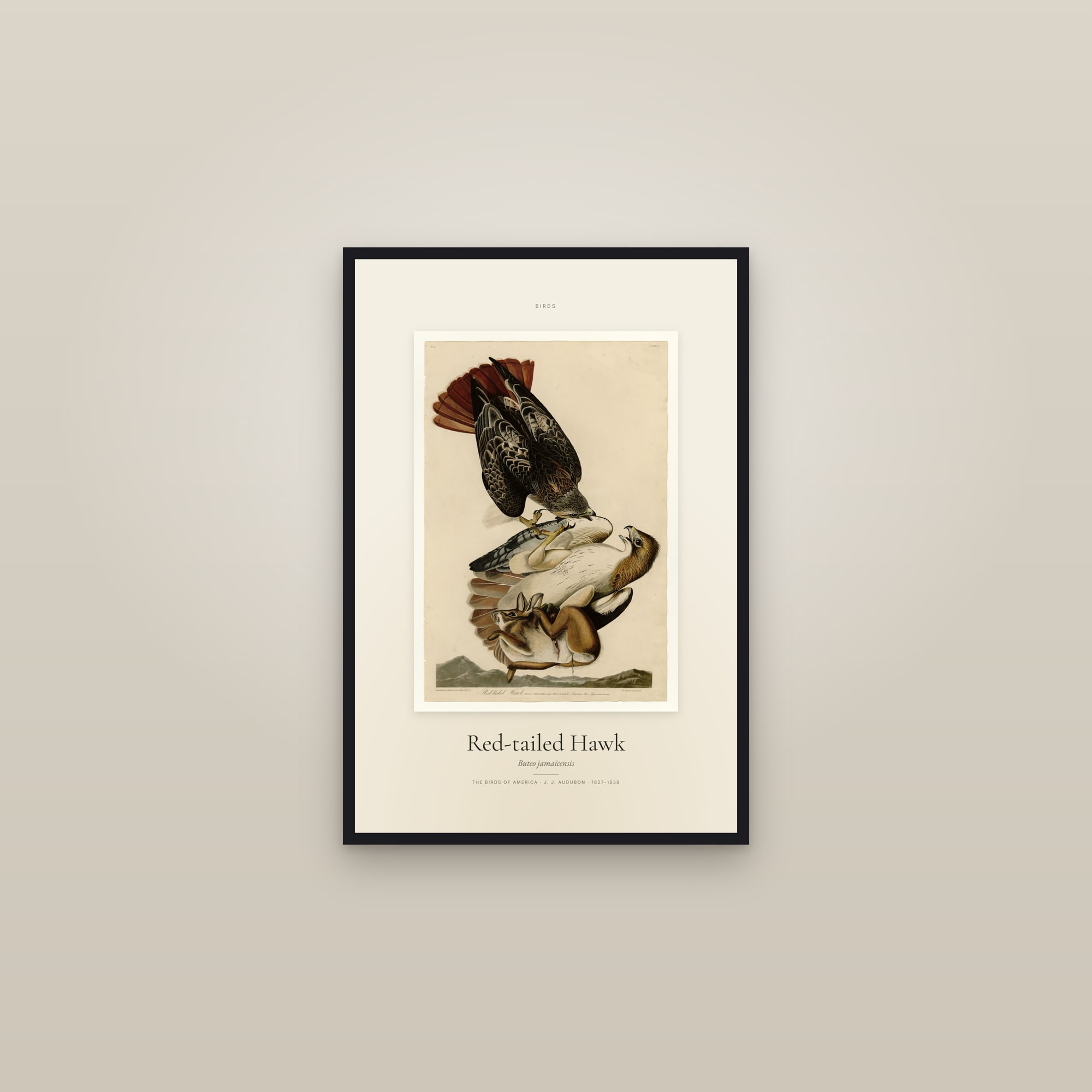 Red-tailed Hawk — Specimen