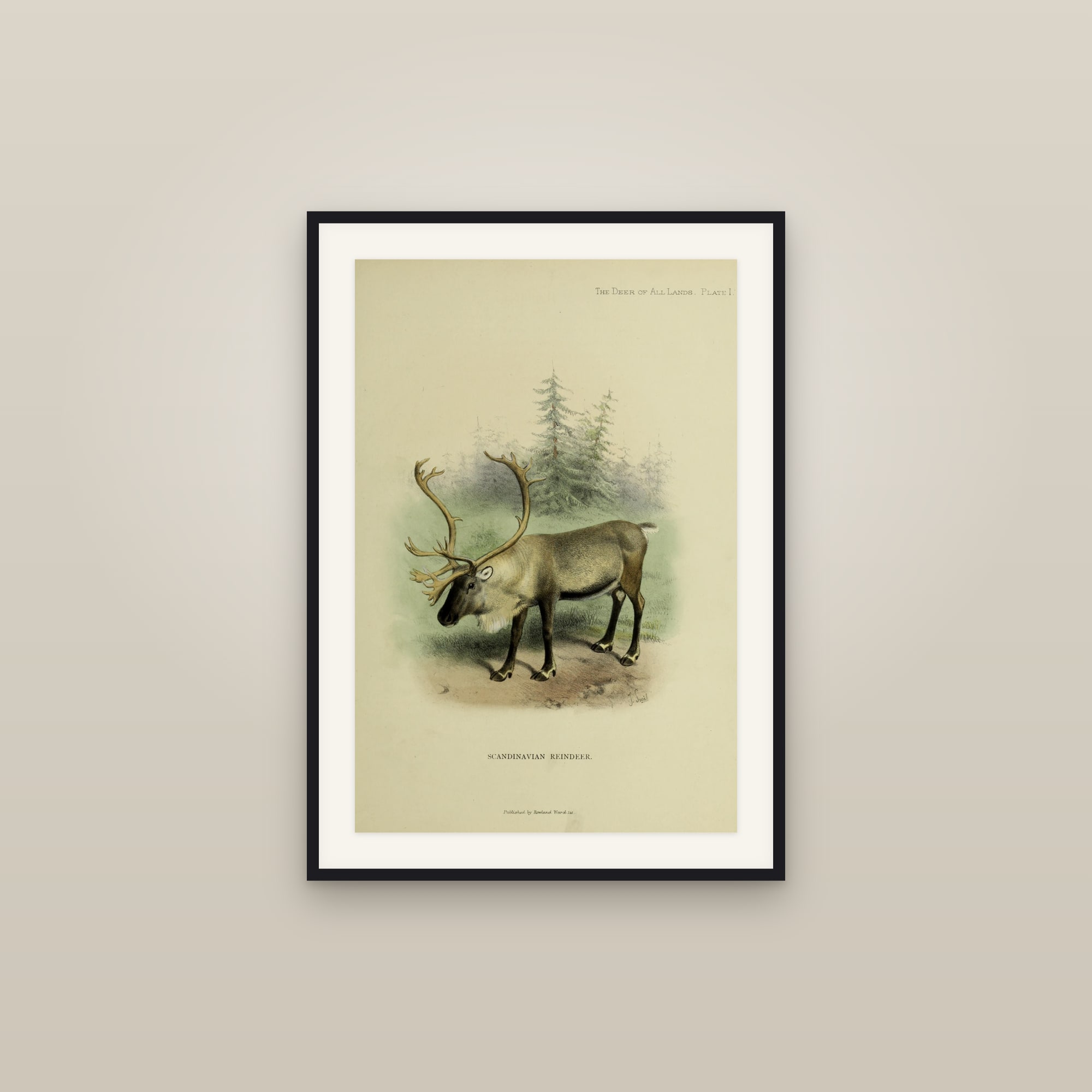 Reindeer / Caribou