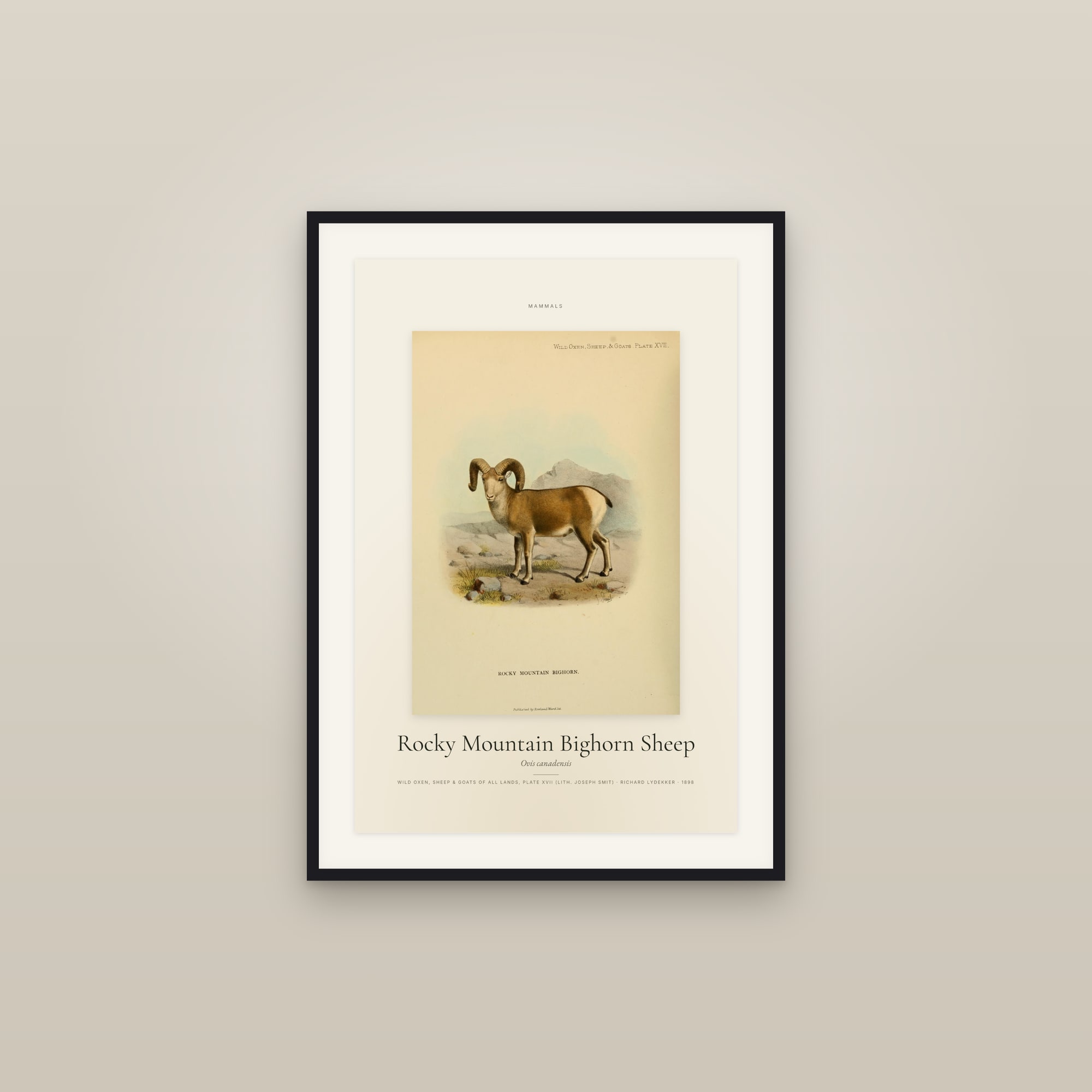Rocky Mountain Bighorn Sheep — Specimen