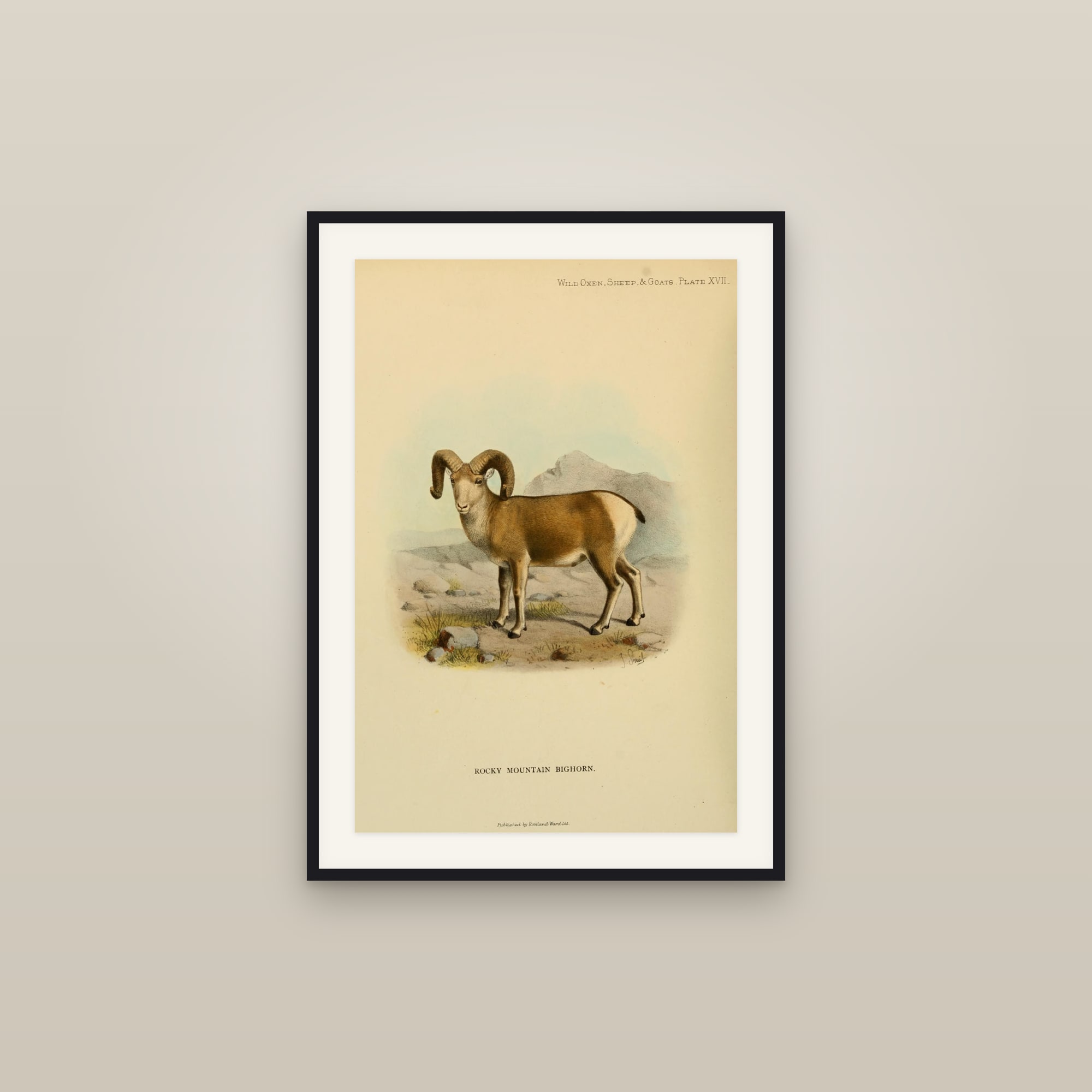 Rocky Mountain Bighorn Sheep